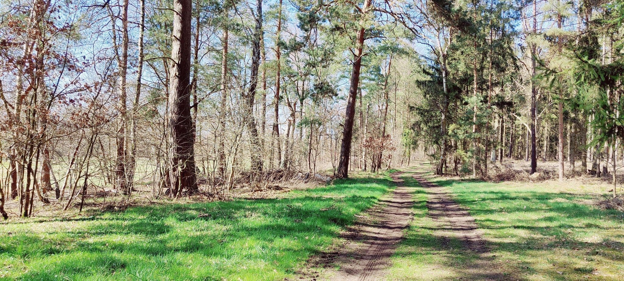 Waldweg bei Bruchtorf im Frühling