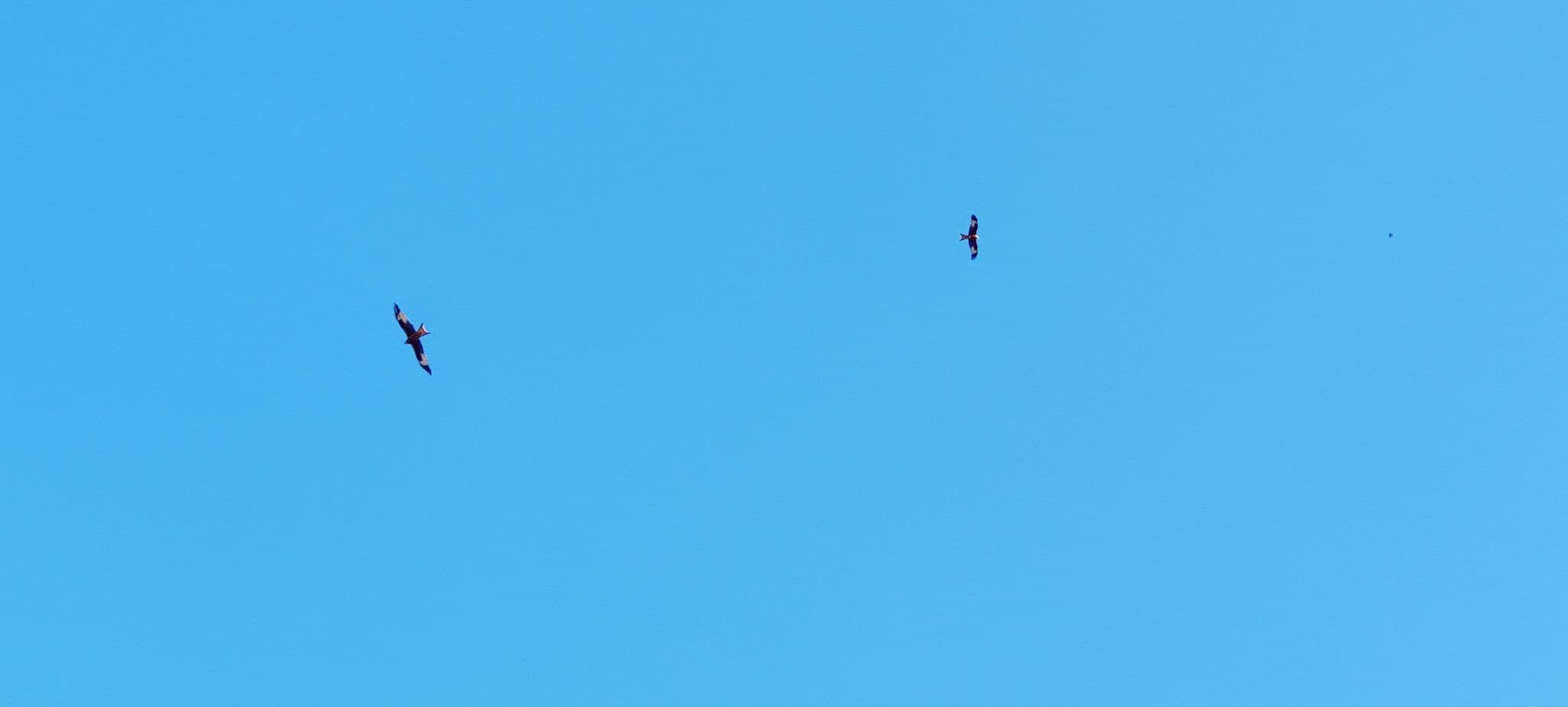 Zwei Rotmilane im Segelflug bei klarem Himmel