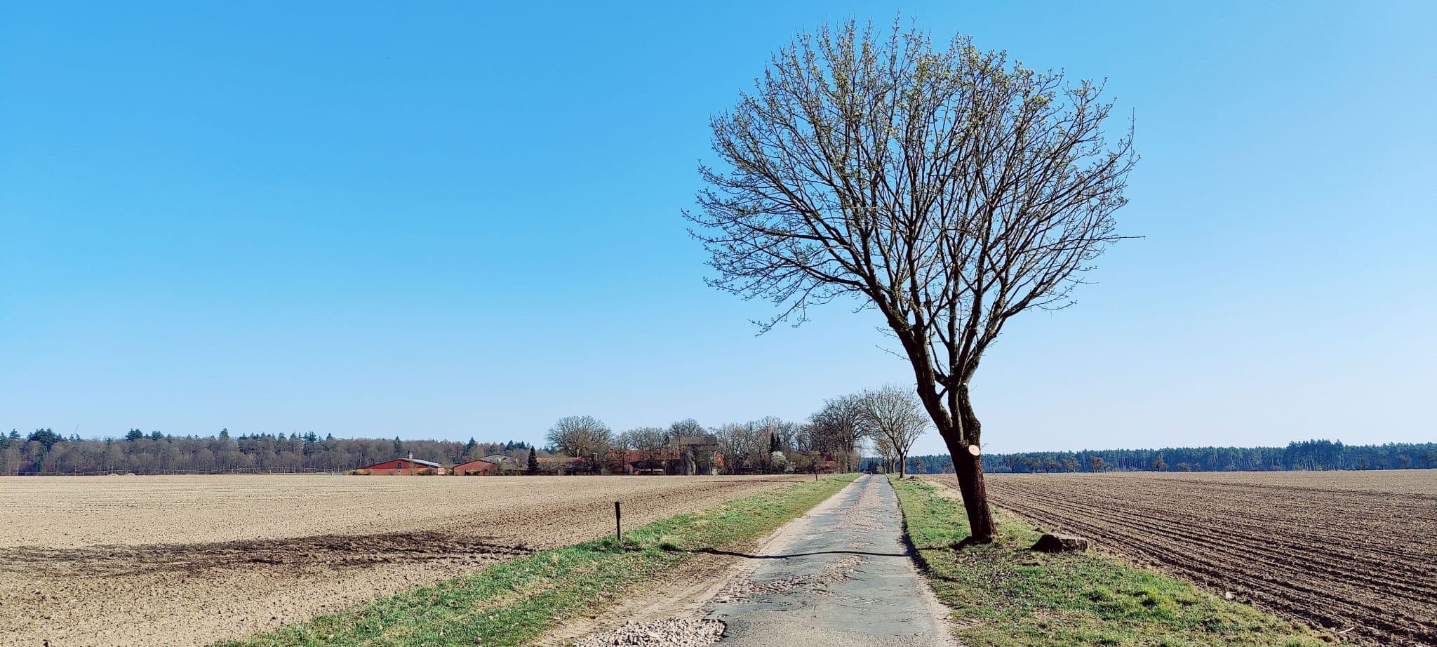 Asphaltweg mit markantem Baum bei Solchstorf