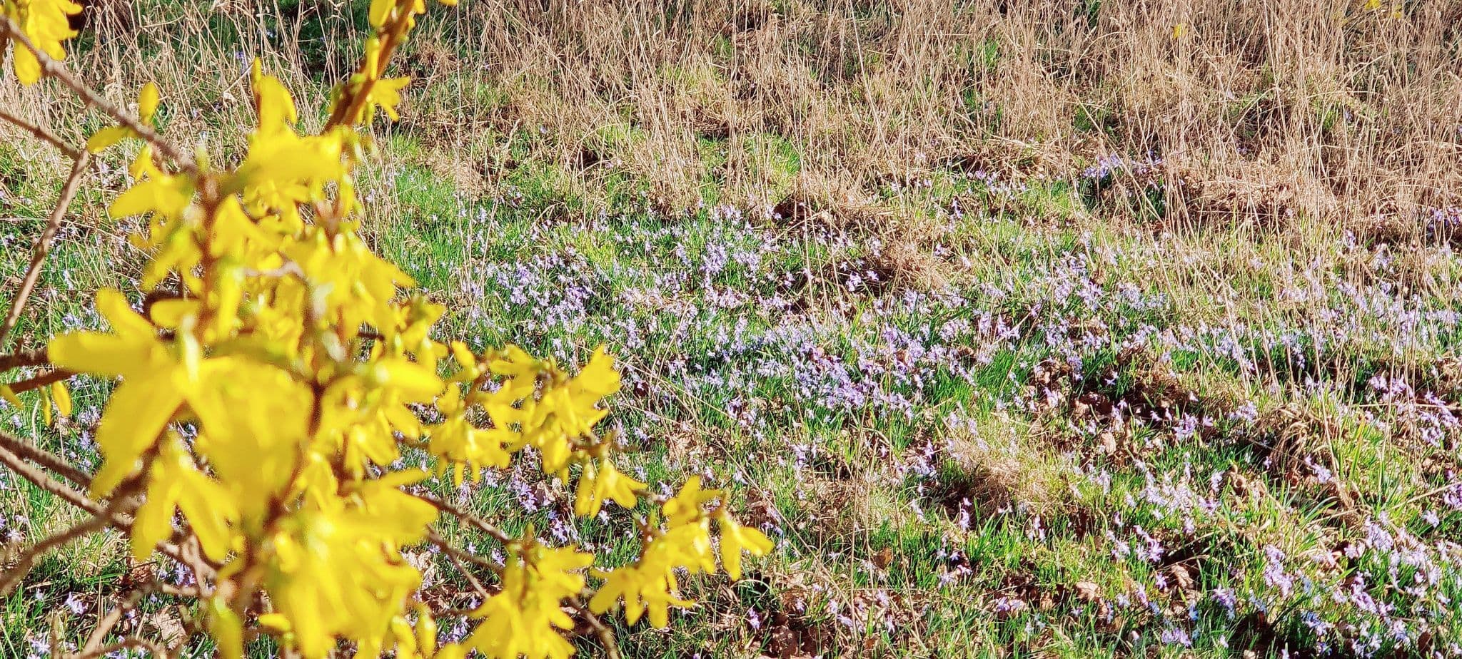 Frühlingsboten bei Altenmedingen
