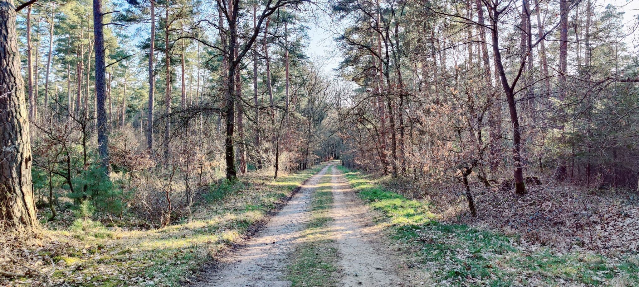 Zwischen Kiefern und Licht – Weg zum Sirachsberg