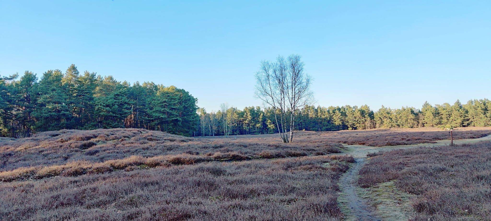 Klein Bünstorfer Heide in Bad Bevensen – Heidefläche mit Hügelgräbern