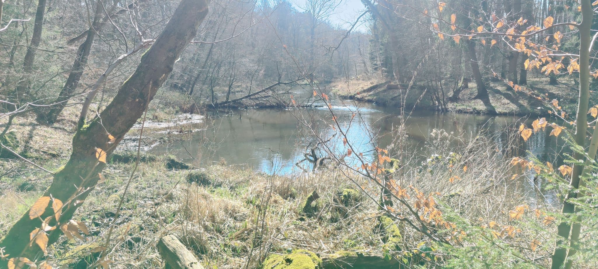 Flusslauf der Ilmenau bei Medingen