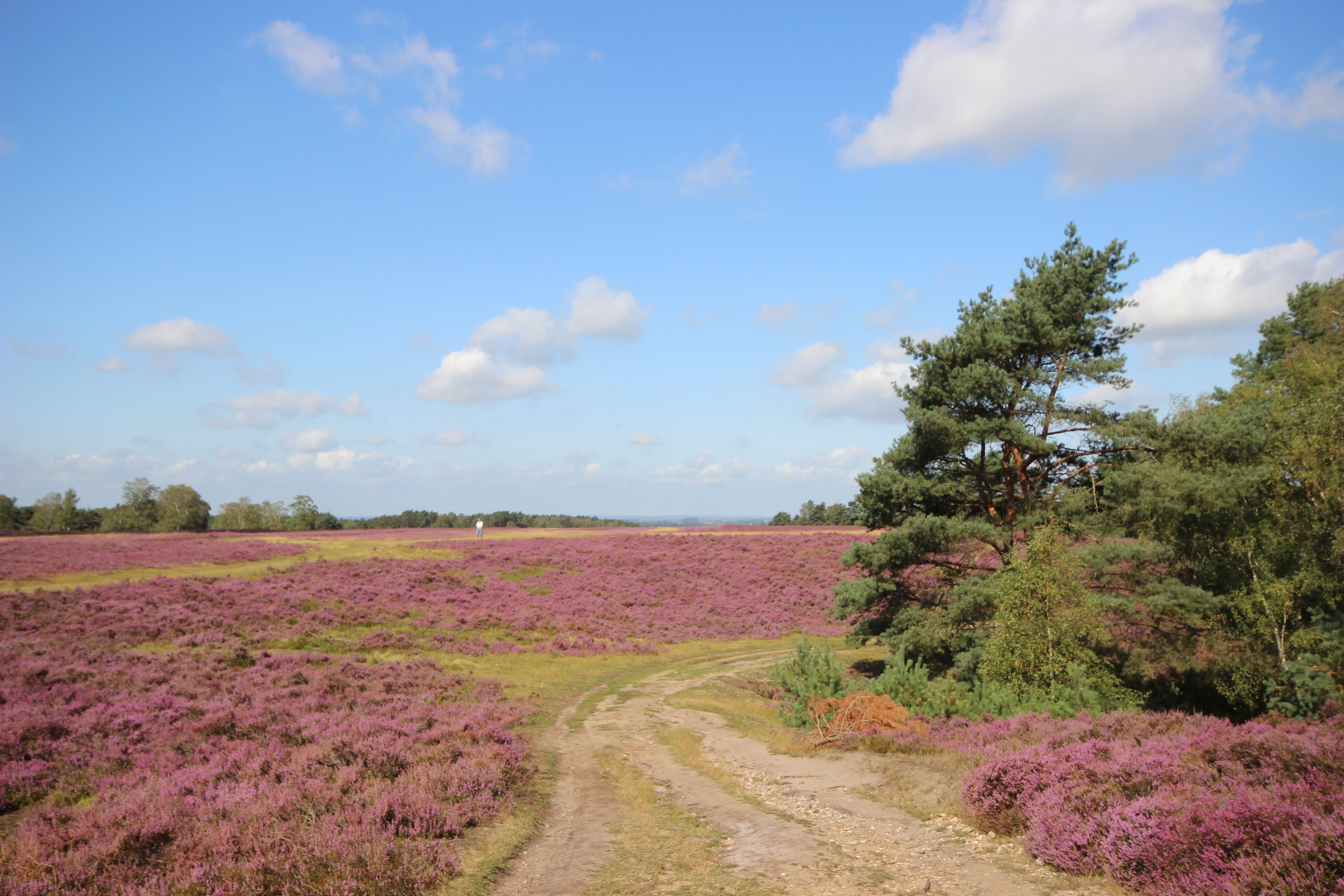 Heideblüte Hamburg-Fischbek