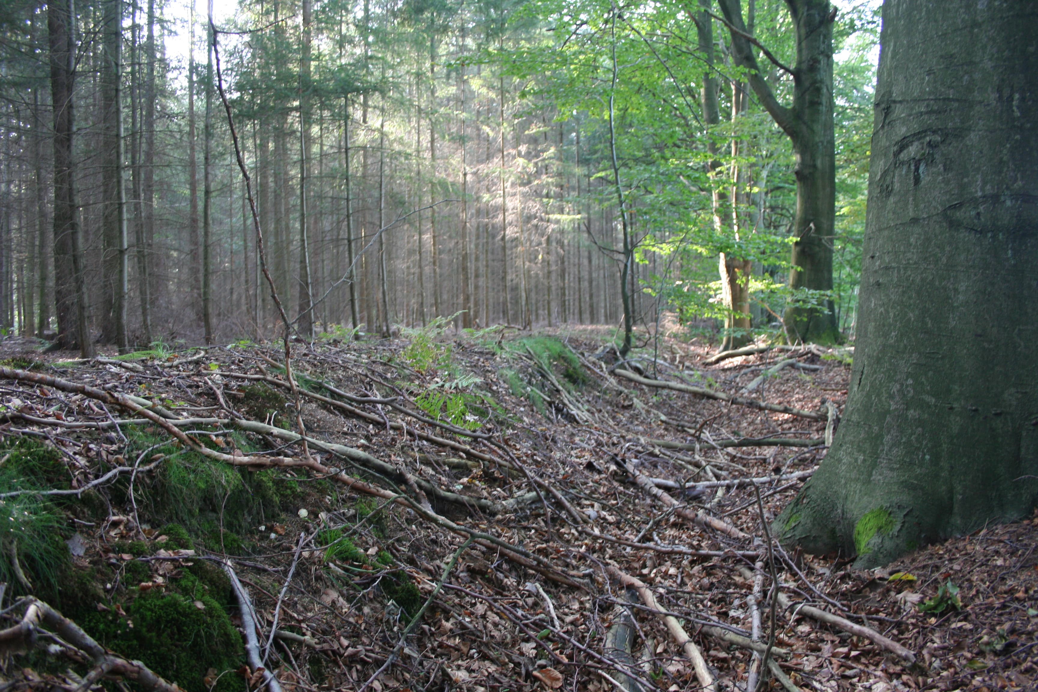 Umwallung Gräfenhorst