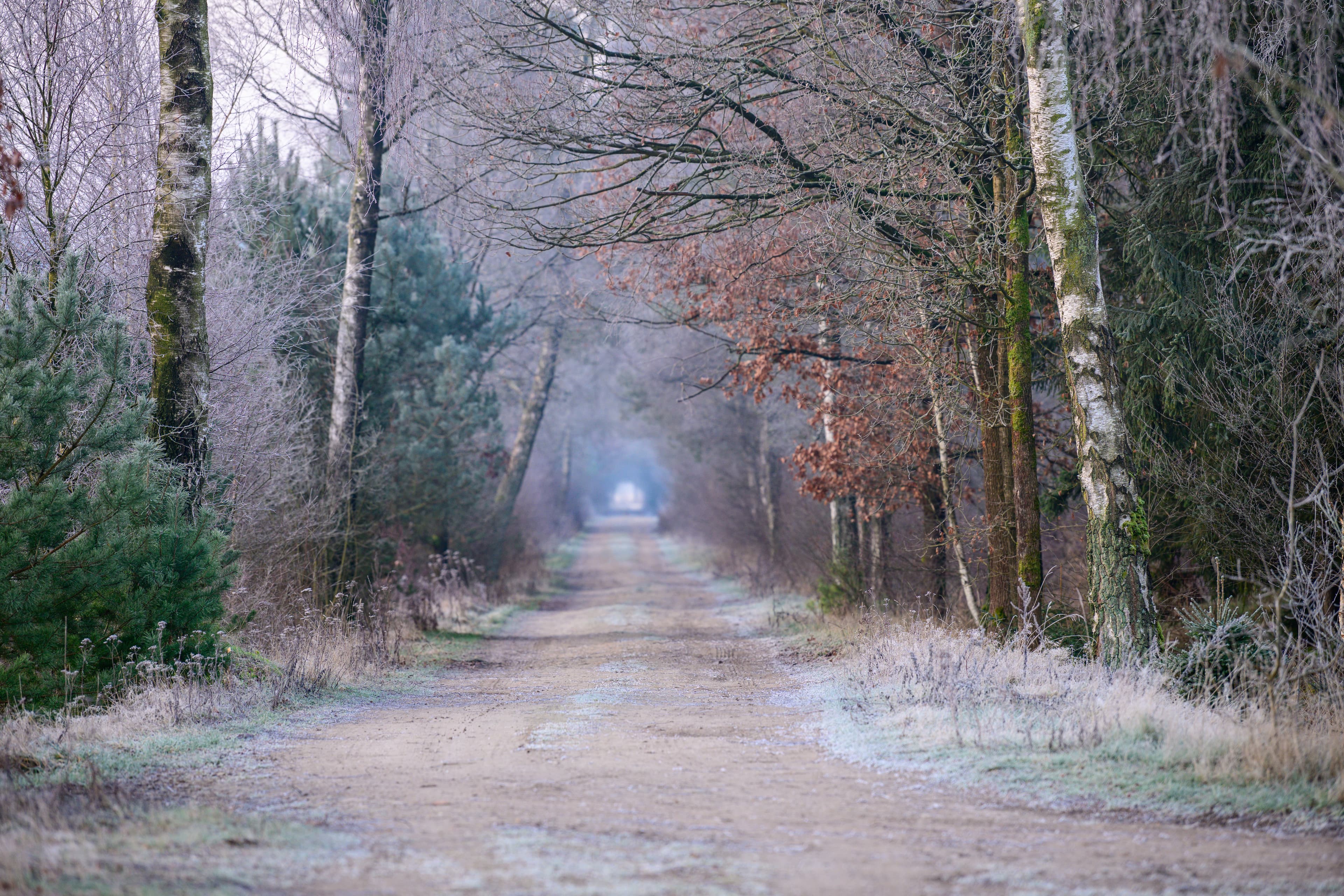 Das Becklinger Moor bei Bergen im Winter