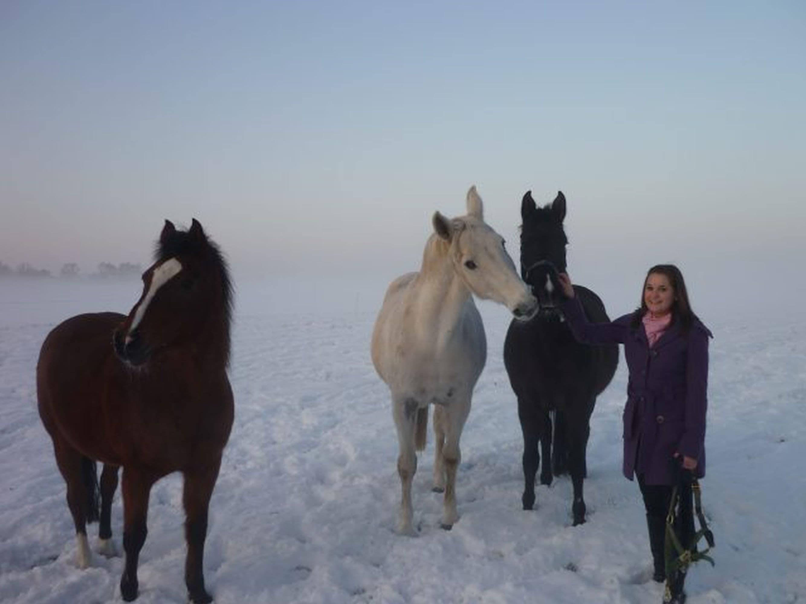 Pferde im Schnee auf dem Ferienhof Stegen in WietzendorfHorses in the snow at the Stegen vacation farm in WietzendorfHeste i sneen på feriegården Stegen i WietzendorfPaarden in de sneeuw op vakantieboerderij Stegen in Wietzendorf