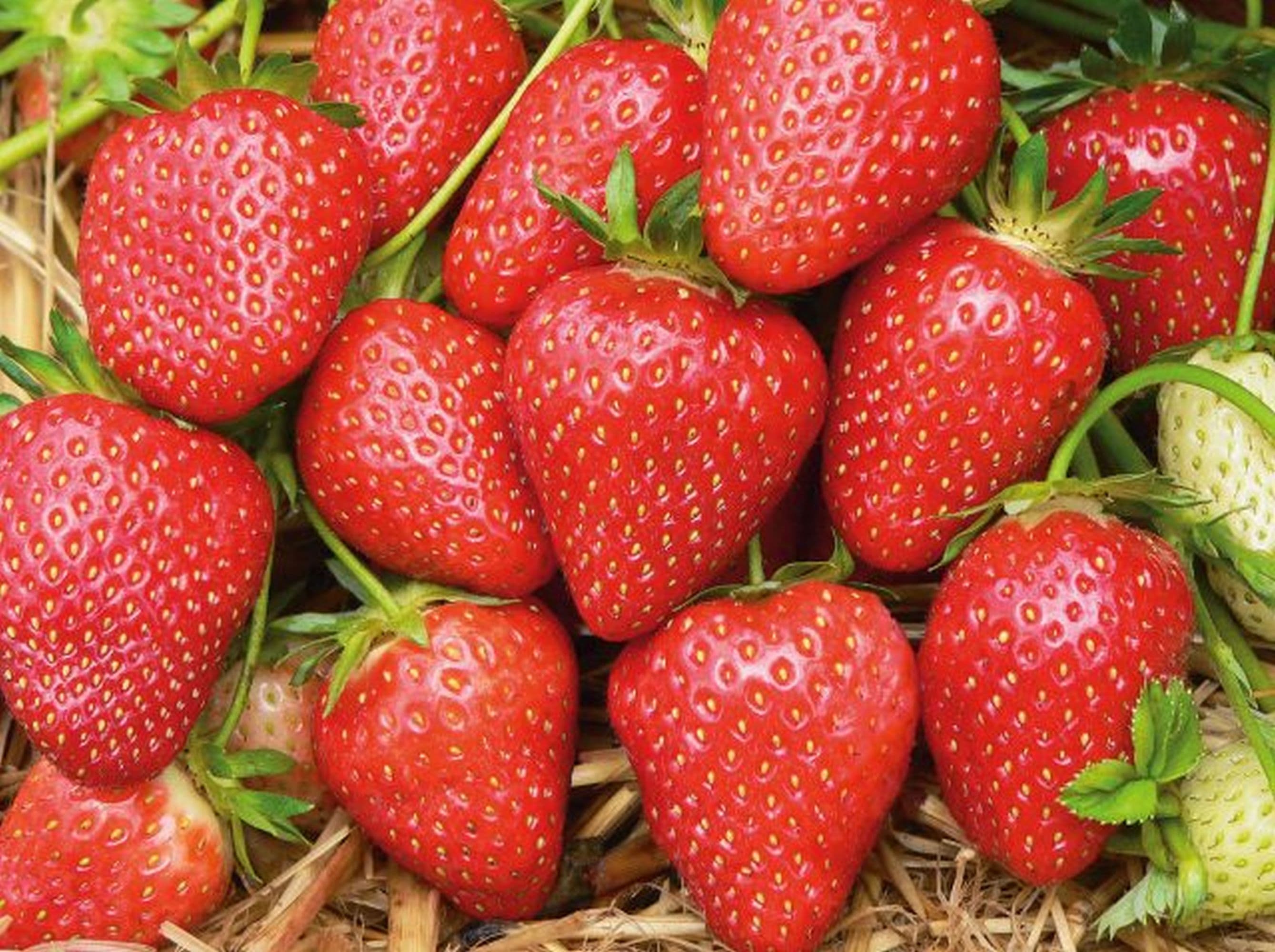 Leckere Erdbeeren pflücken auf dem Ferienhof Stegen in Wietzendorf Pick delicious strawberries at the Stegen vacation farm in WietzendorfPluk lækre jordbær på feriegården Stegen i WietzendorfPluk heerlijke aardbeien op vakantieboerderij Stegen in Wietzendorf