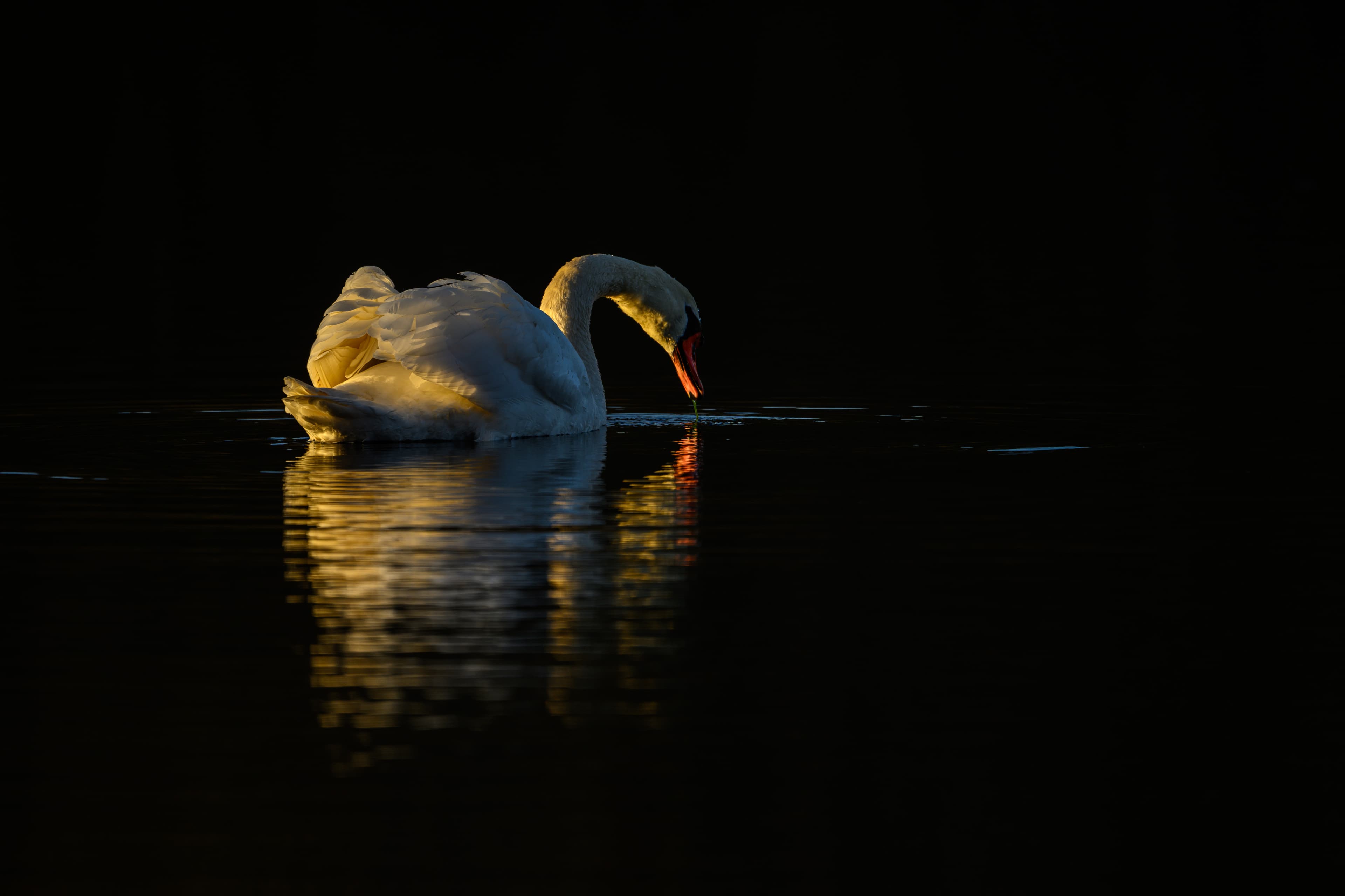 Schwan auf den Aschauteichen bei Eschede