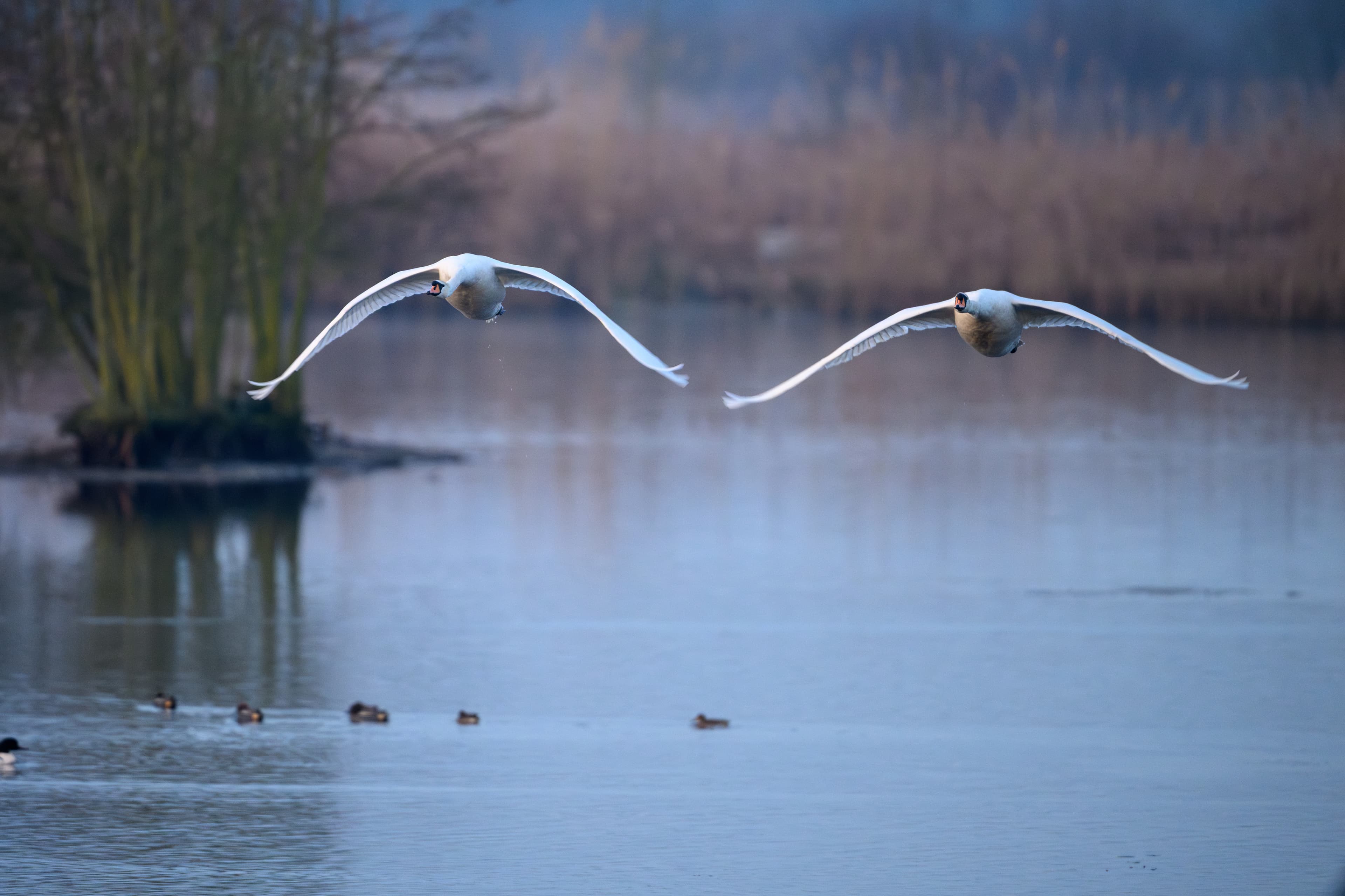 Vögel an den Meißendorfer Teichen