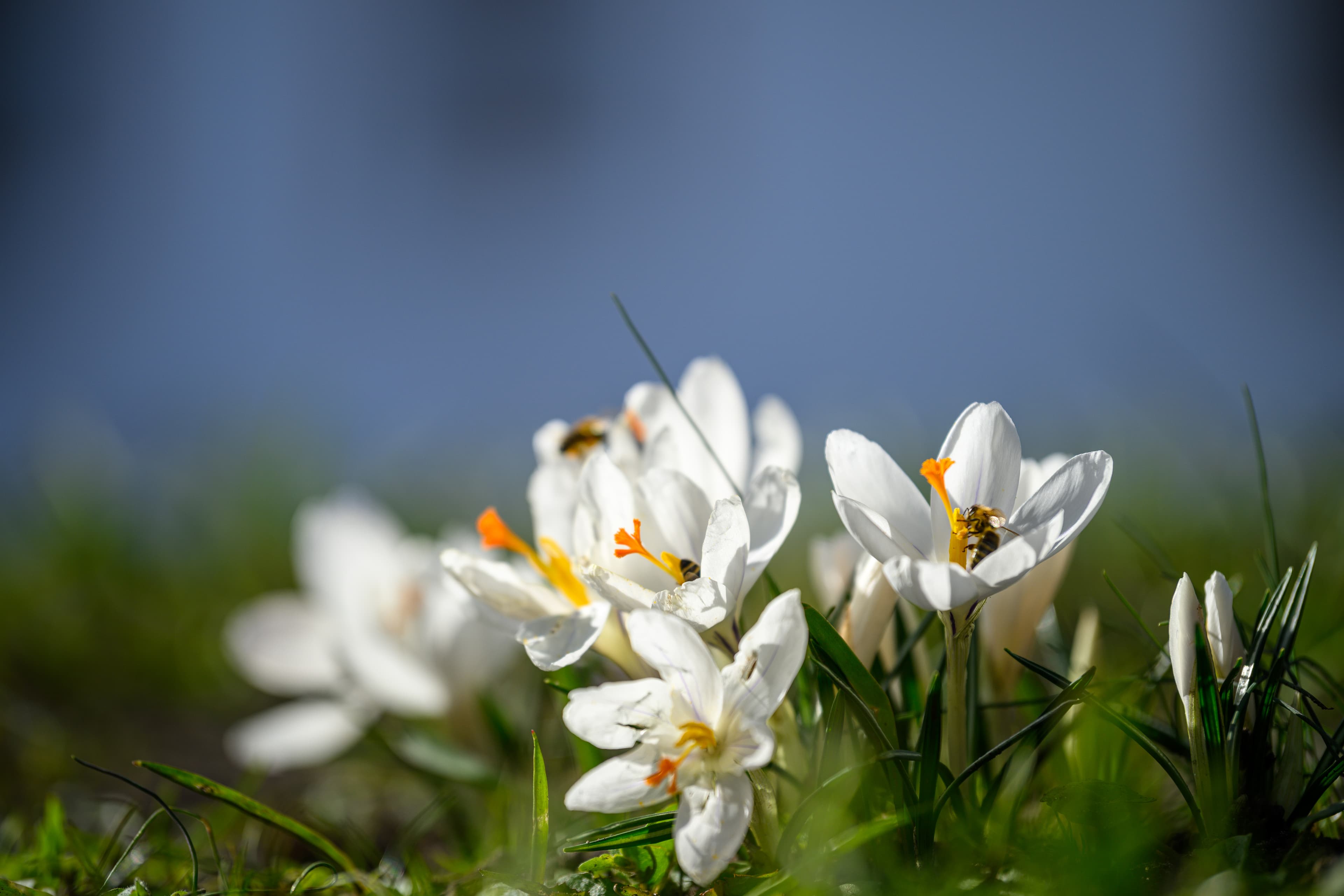 Celler Schlosspark im Frühling