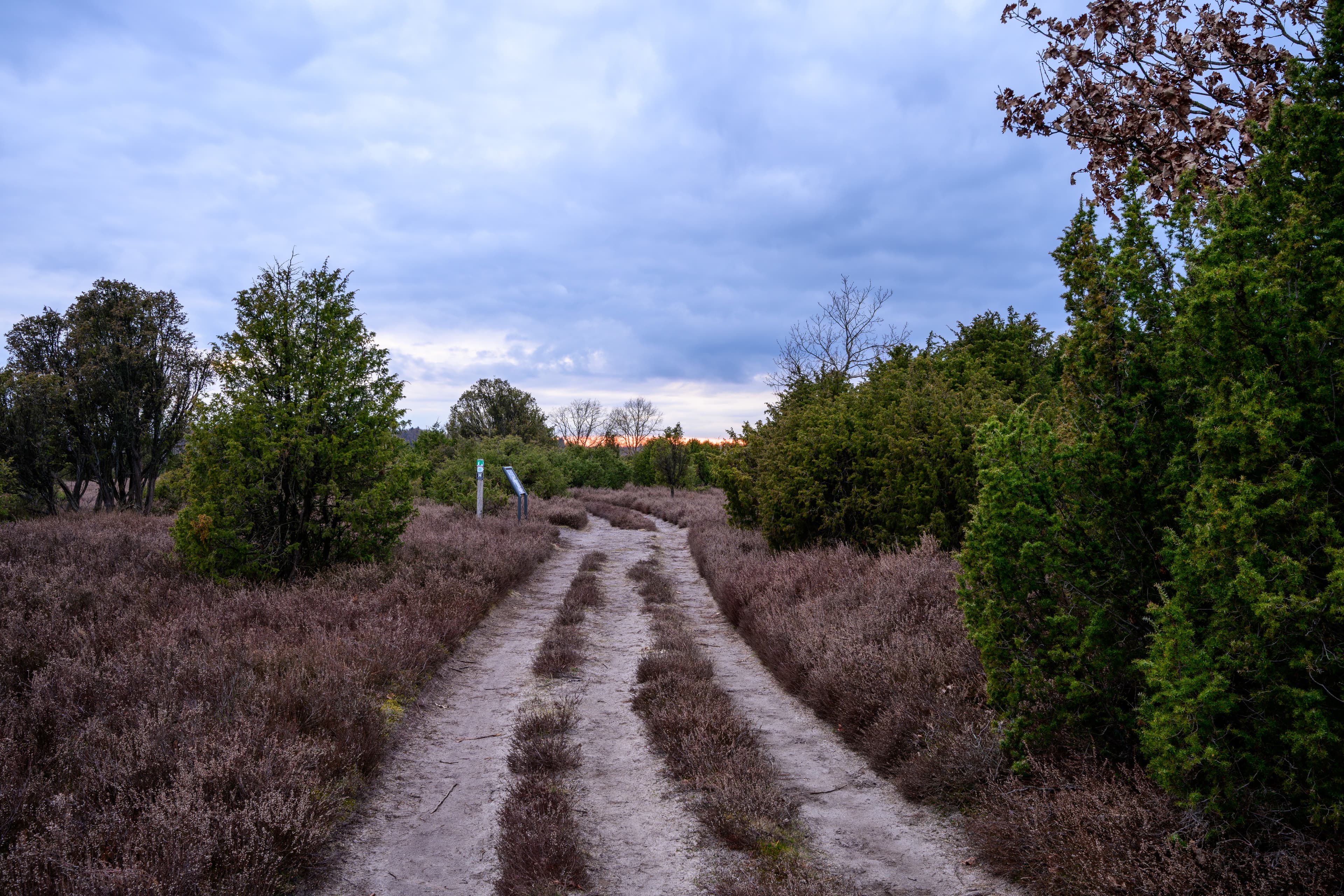 Wacholderwald Schmarbeck am Abend