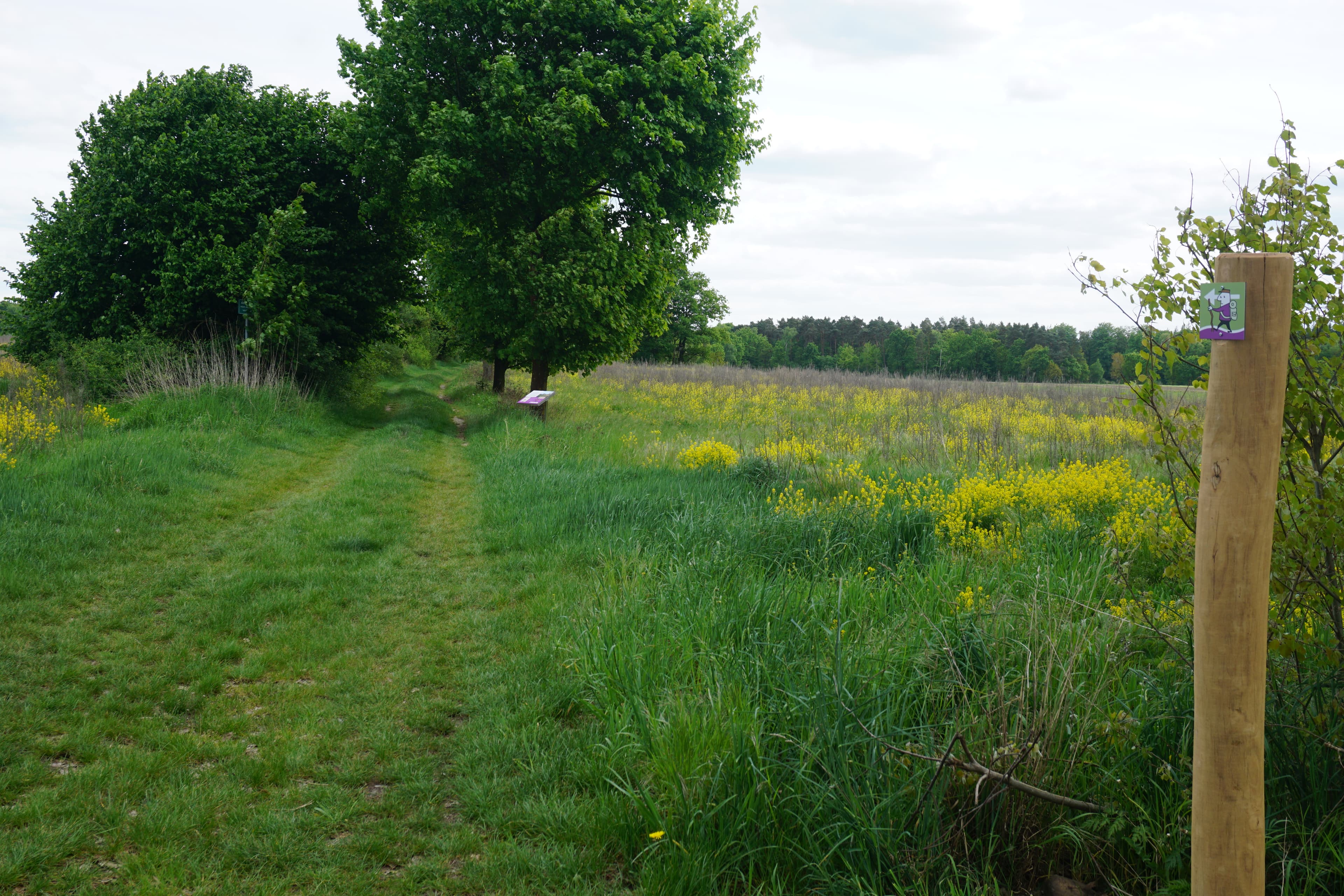 Thementafel Helmsbostel Wanderweg Hohne