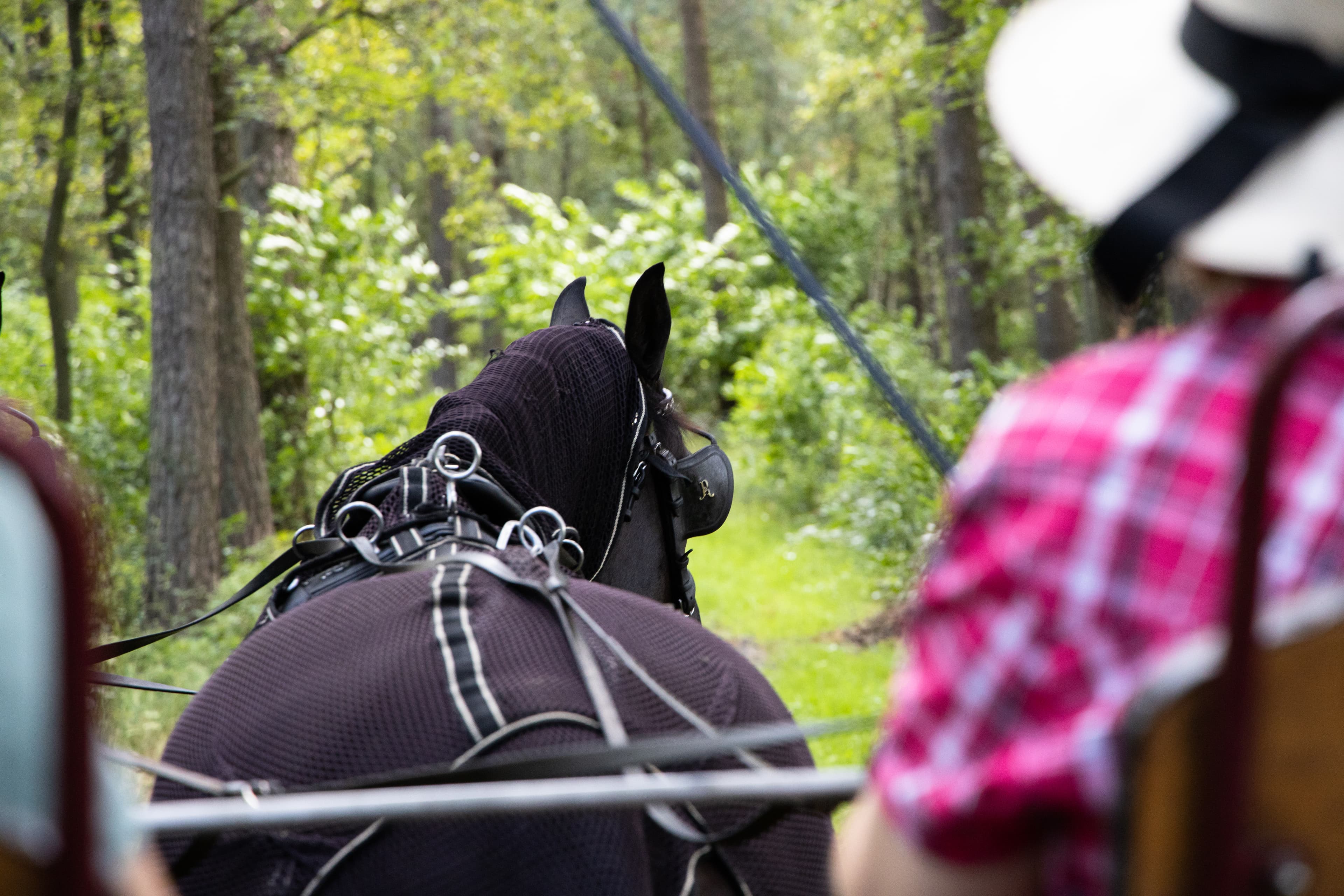 Kutschfahrt Traumzeithof