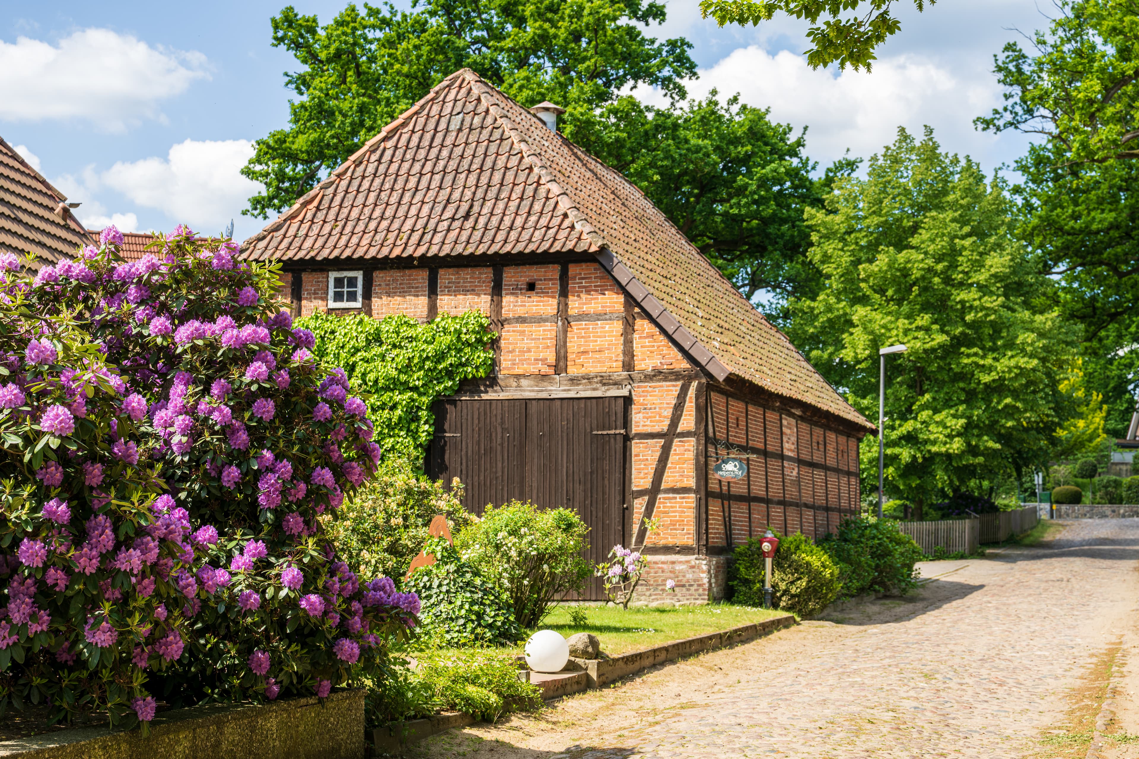 Lila Rhododendronblüte in Salzhausen