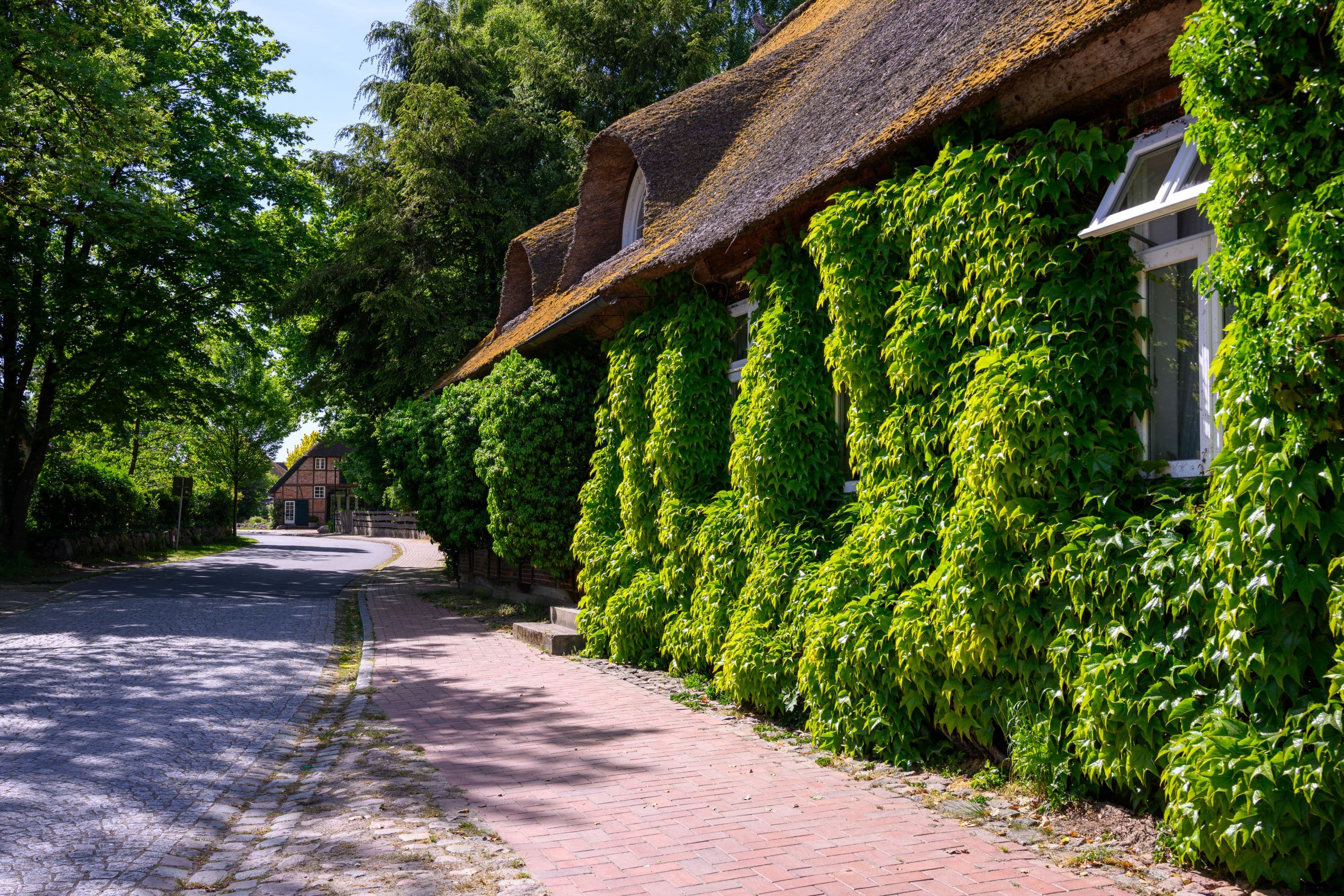 Gebäudebegrünung in Egestorf an einem Fachwerkhaus in der Lüneburger Heide