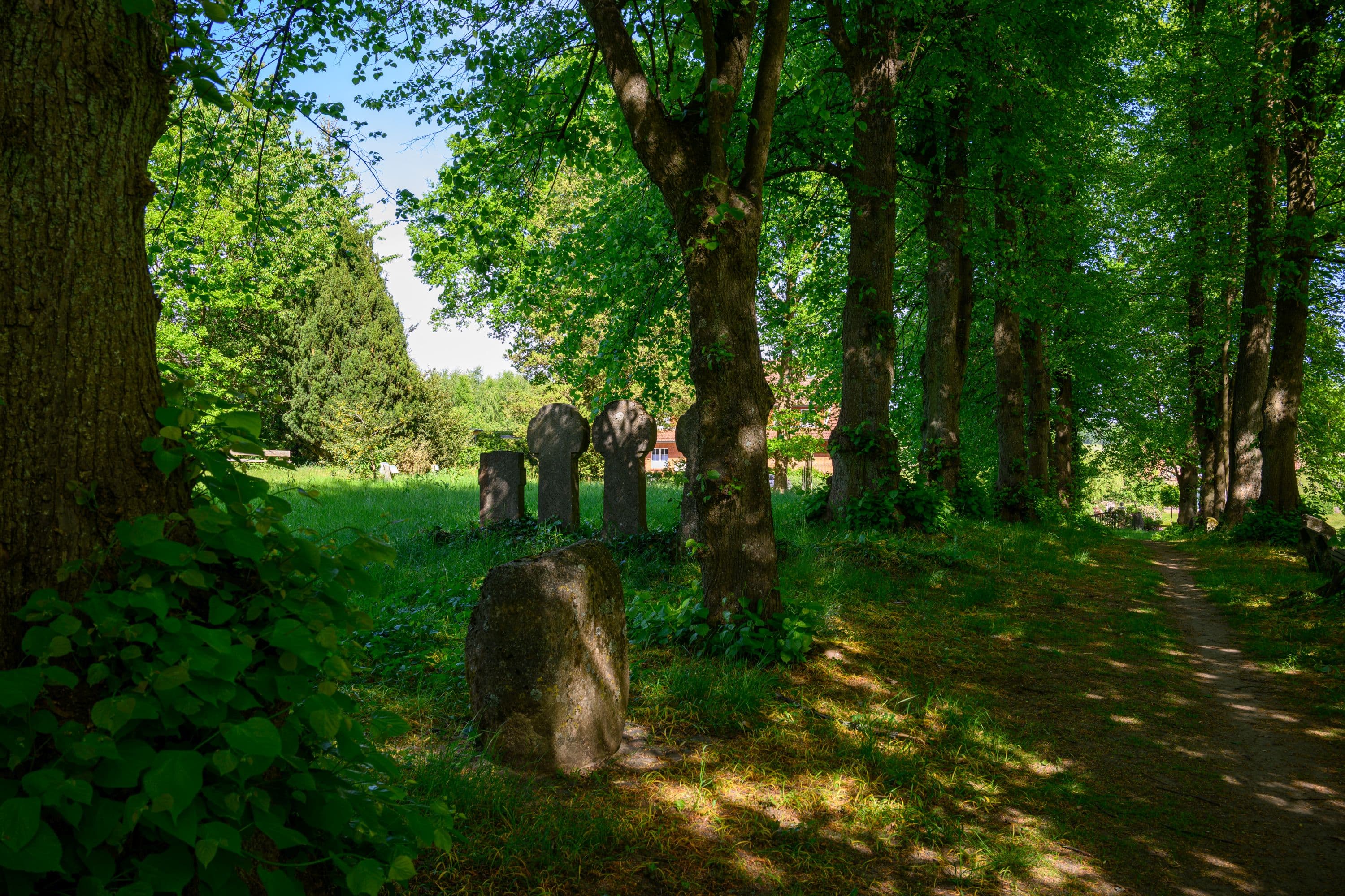 Baumallee im Frühling in Egestorf in der Lüneburger Heide