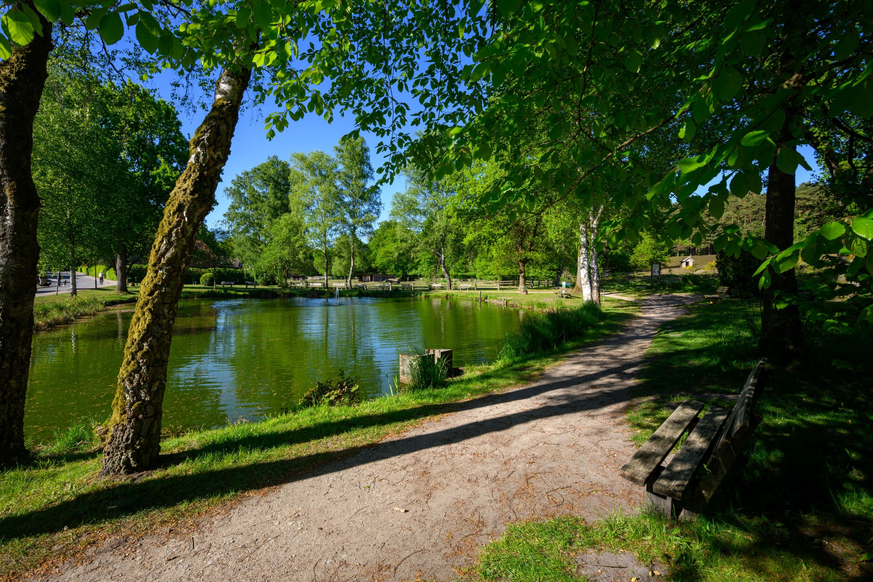 Dorfteich in Undeloh im Frühling in der Lüneburger Heide