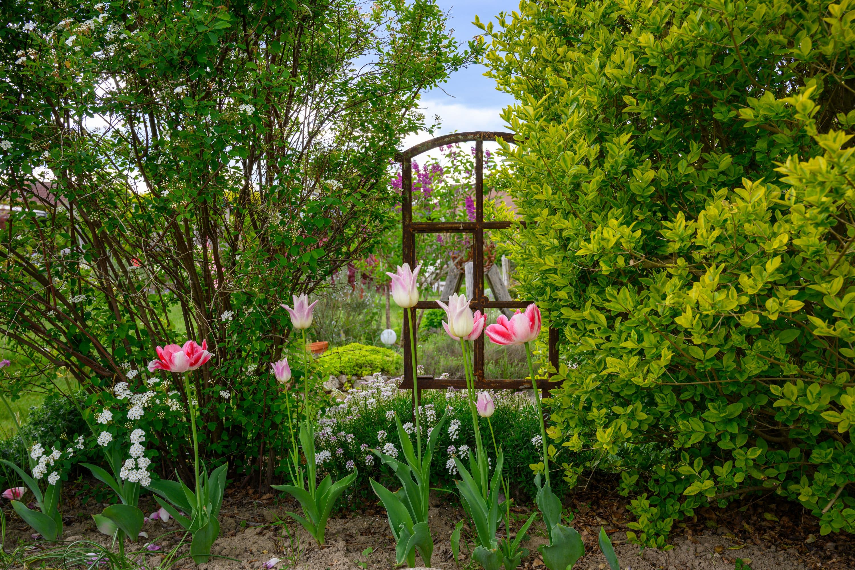 Tulpen in Undeloh am Wegesrand in der Lüneburger Heide