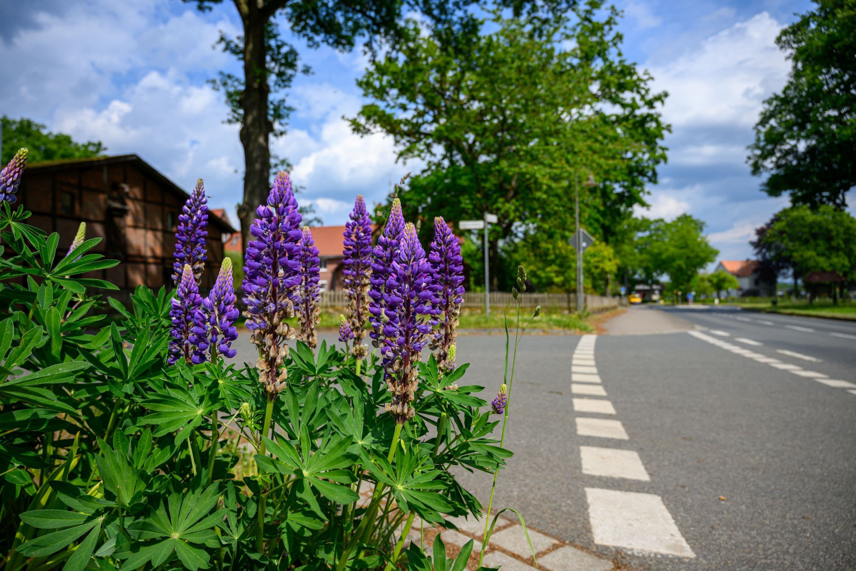 Blühende Pflanzen am Straßenrand in Handeloh im Frühling in der Lüneburger Heide