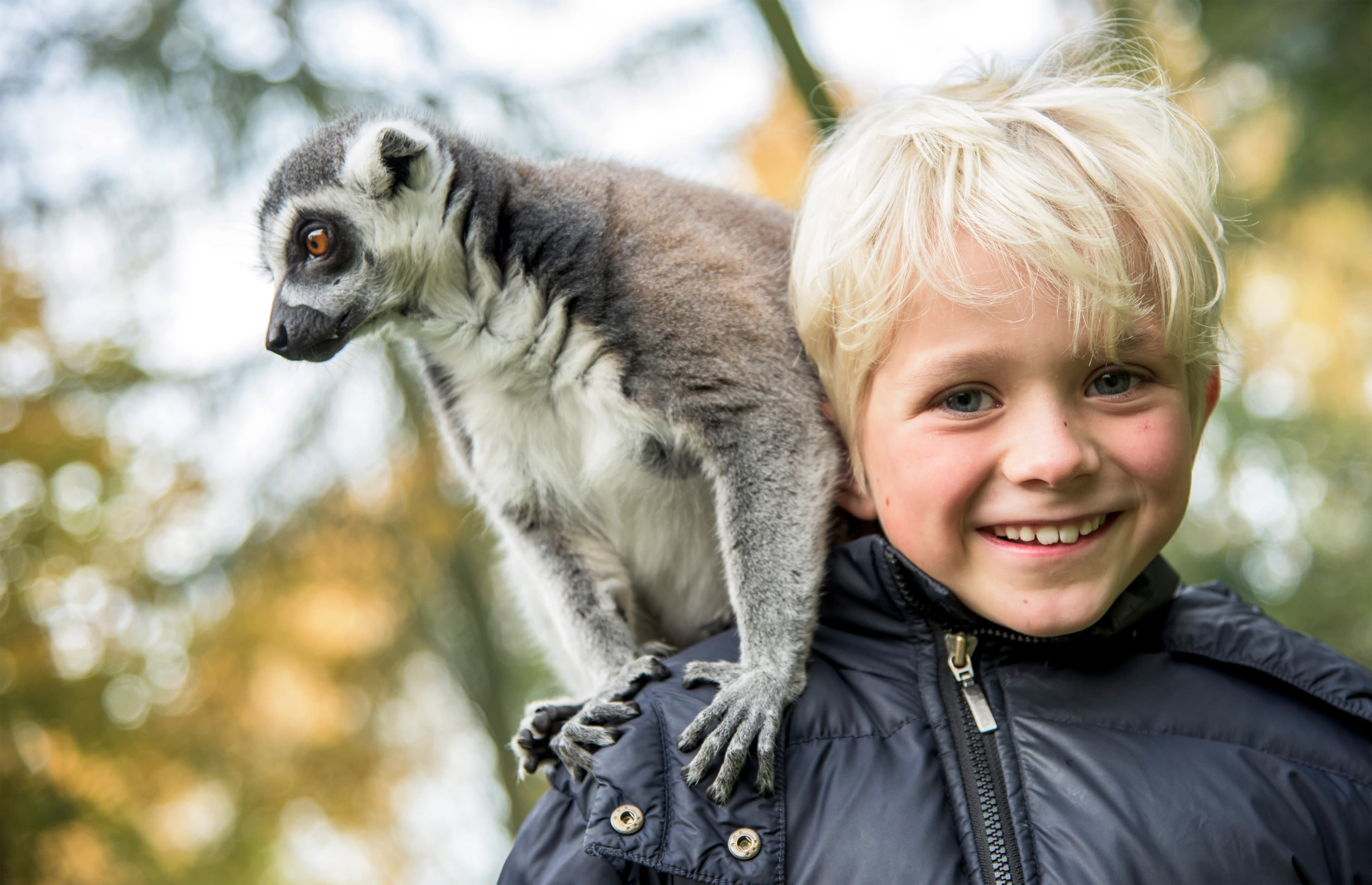 In der Dschungel Safari des Serengeti Parks gibt es ein begehbares Gehege mit Affen