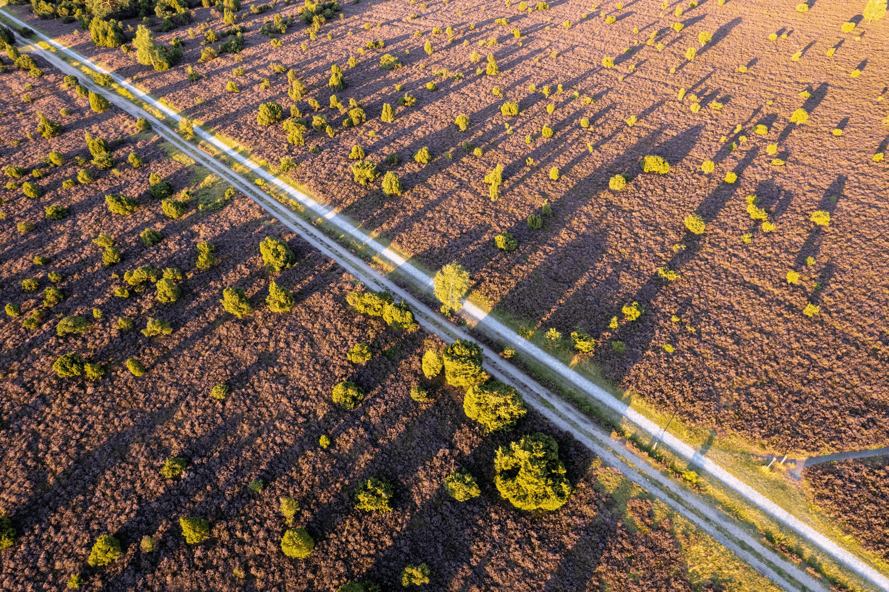 Wacholderwald SchmarbeckSchmarbeck juniper forestSchmarbeck enebærskovSchmarbeck jeneverbesbos