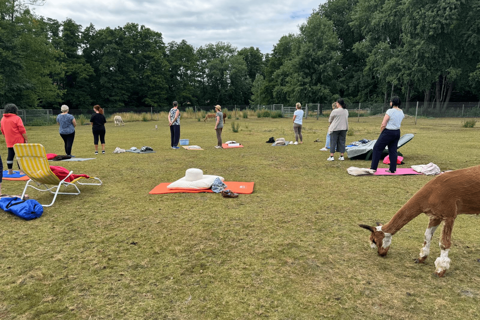 Meditation mit Alpakas Alpakahof Habighorst