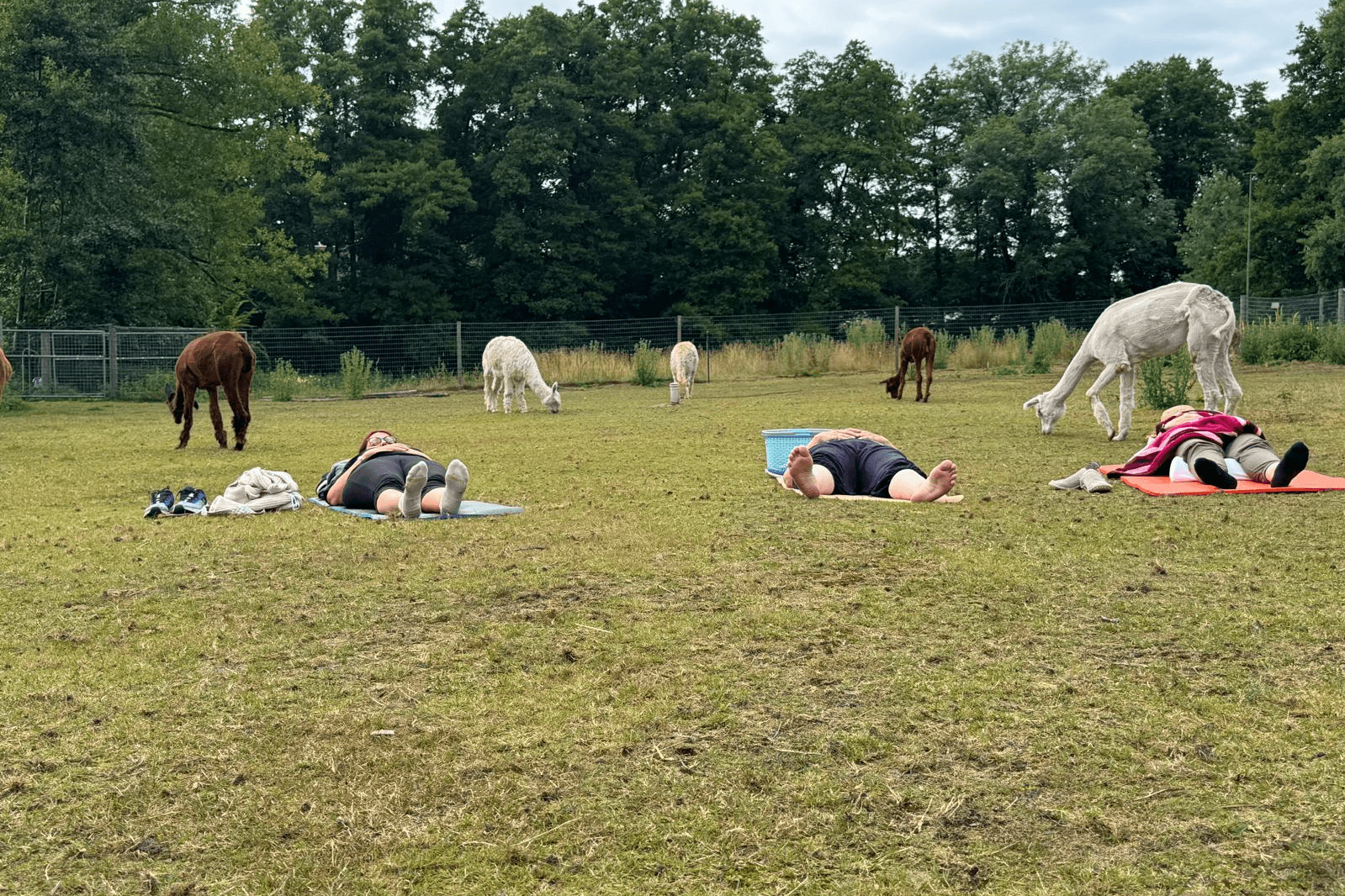 Meditation mit Alpakas Alpakahof Habighorst