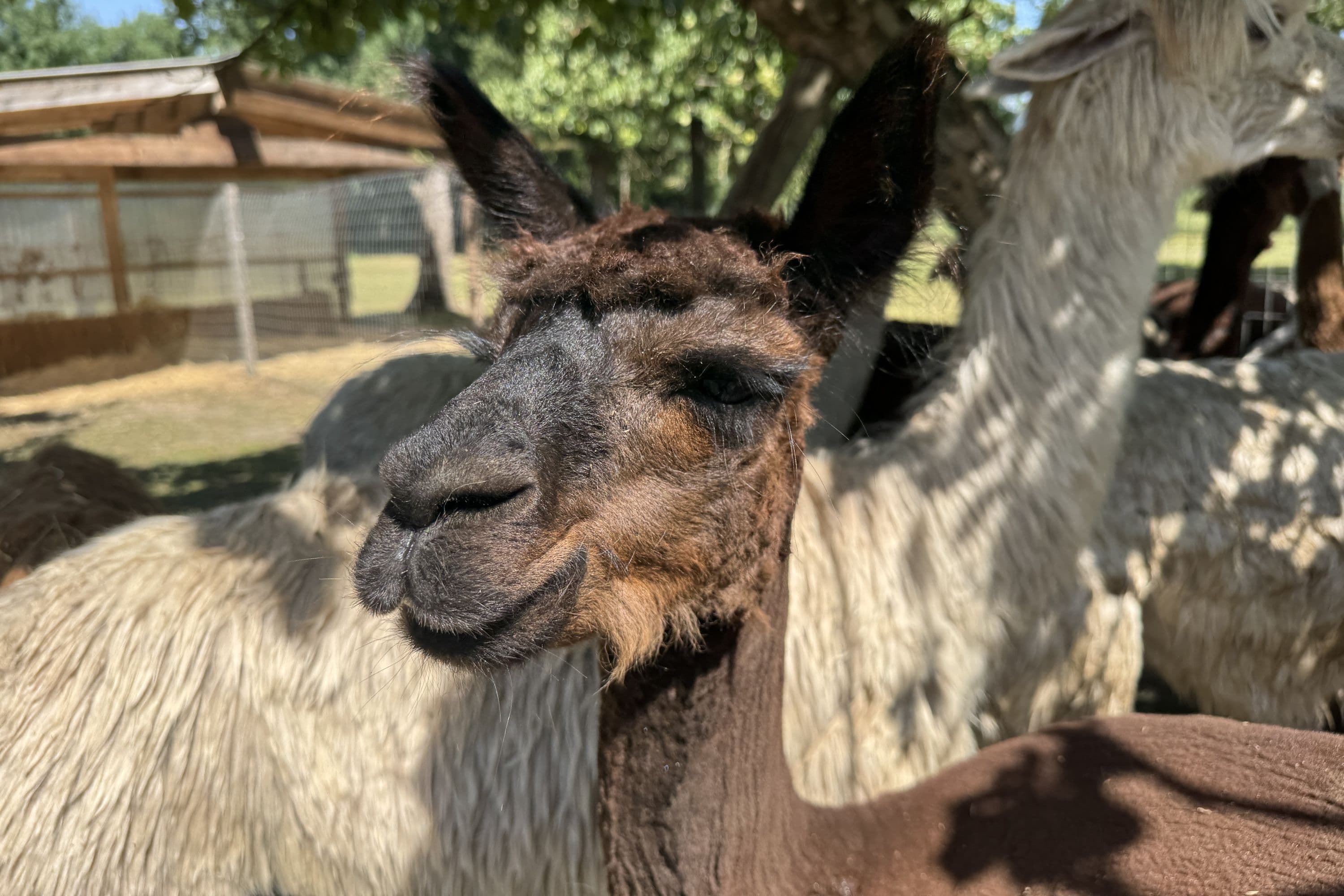 Alpaka-Hof in Habighorst bei Eschede