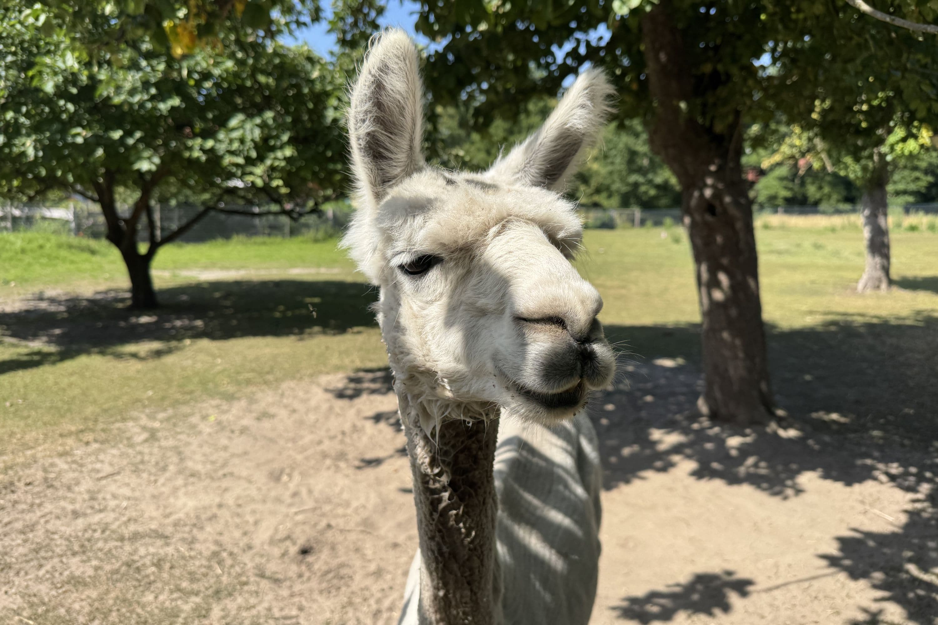 Alpaka-Hof in Habighorst bei Eschede