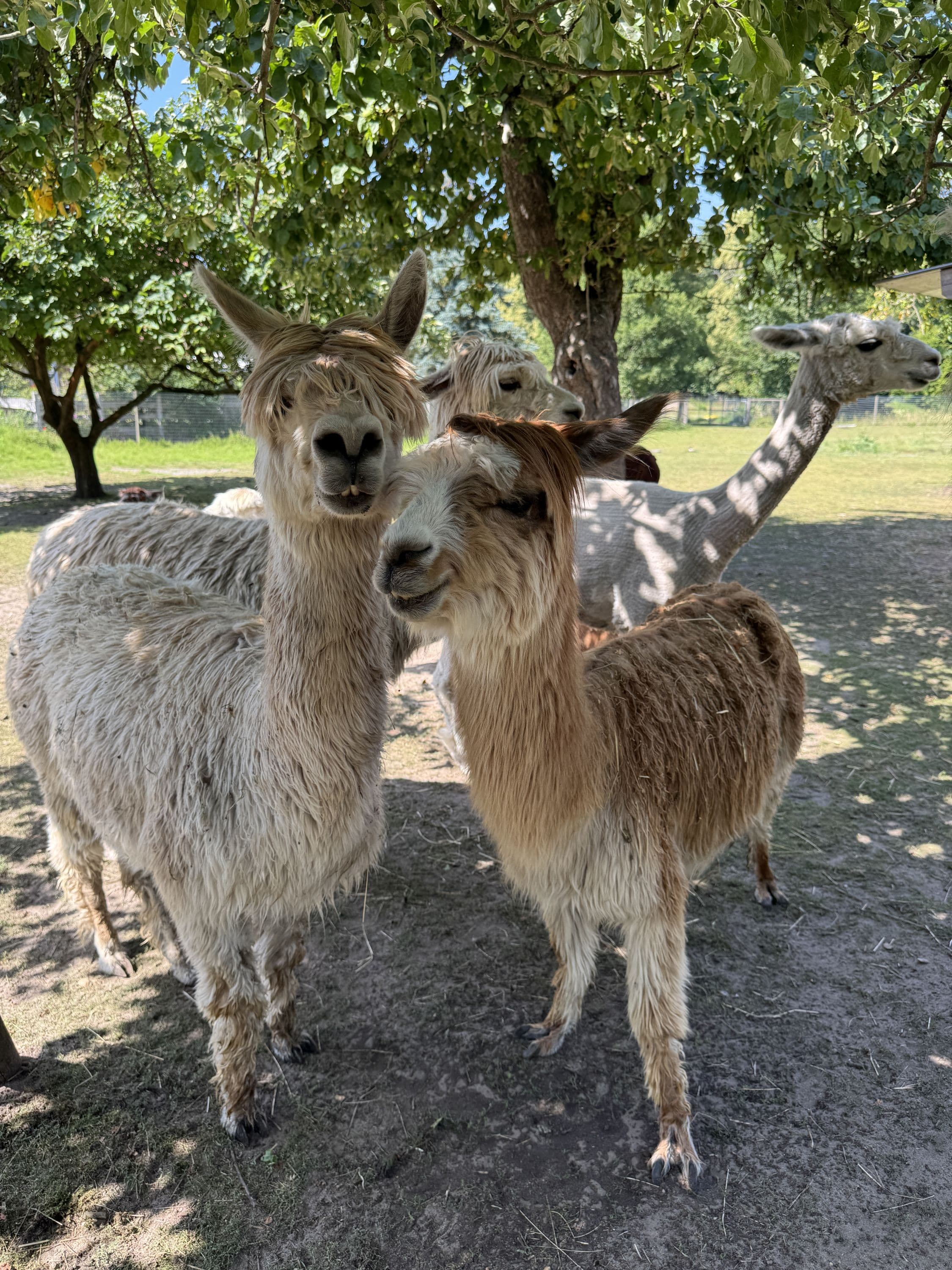 Alpaka-Hof in Habighorst bei Eschede