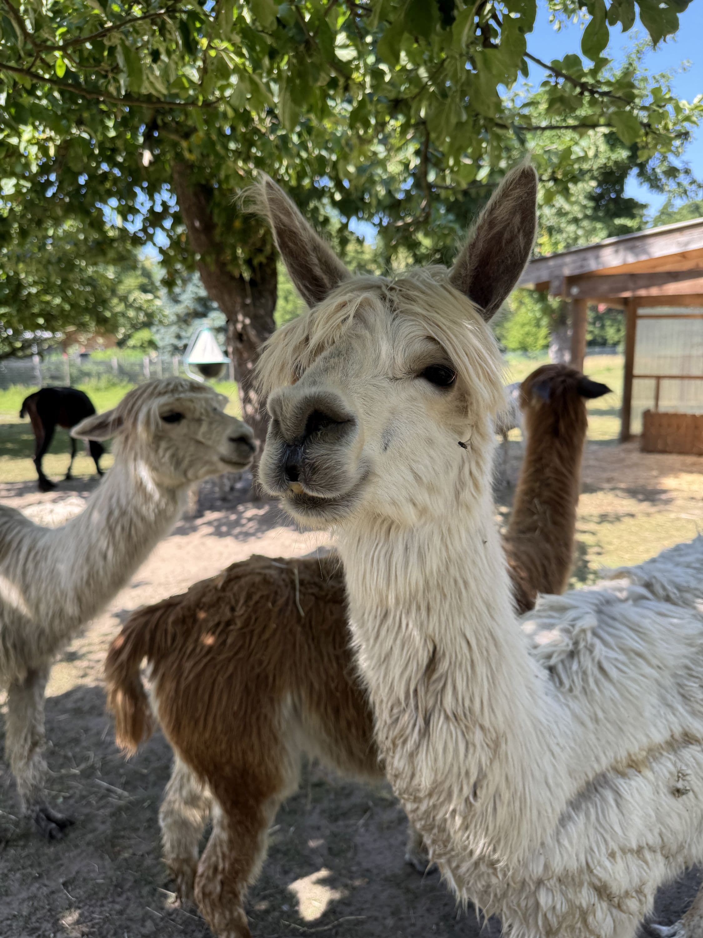 Alpaka-Hof in Habighorst bei Eschede