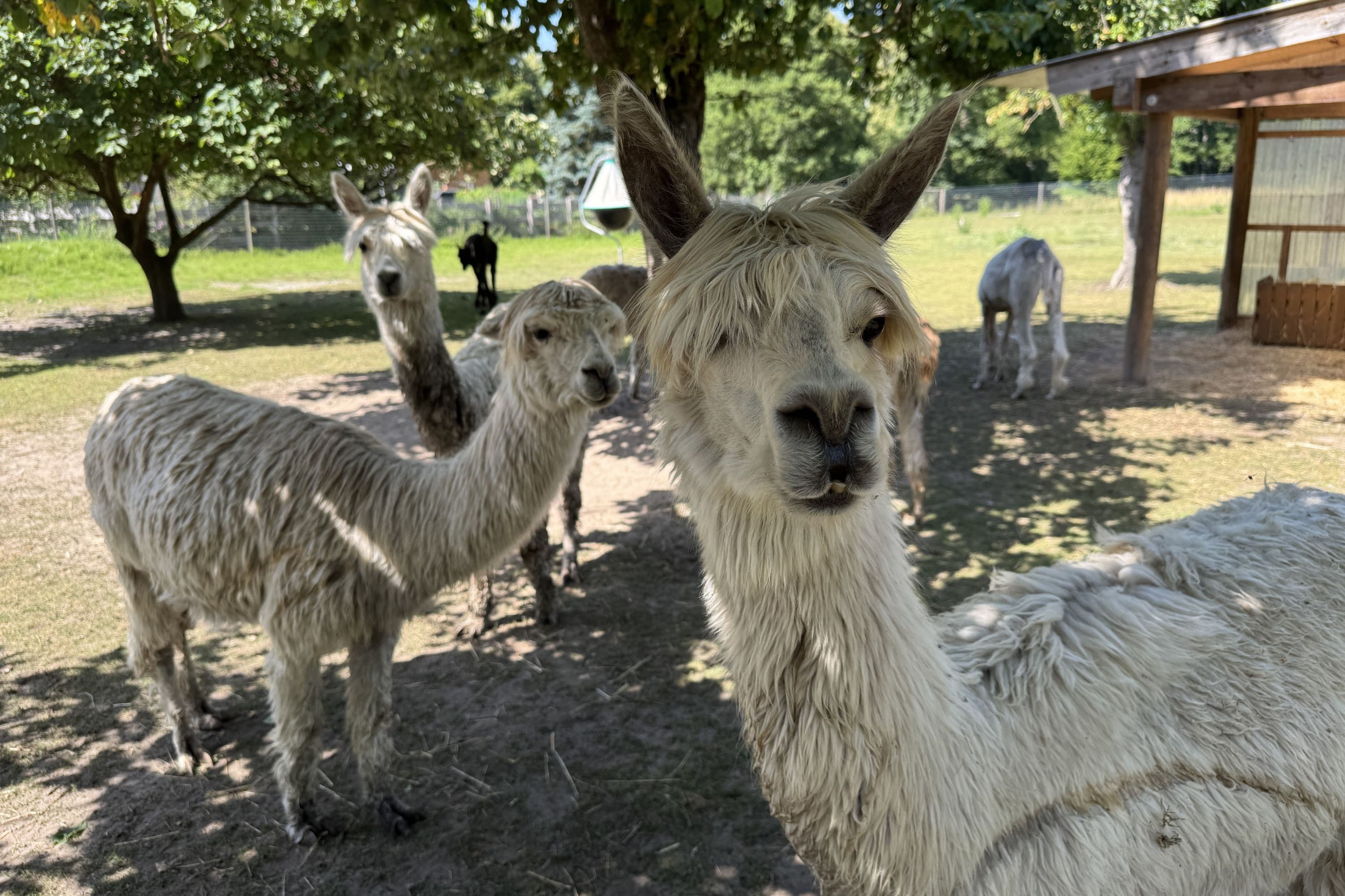 Alpaka-Hof in Habighorst bei Eschede