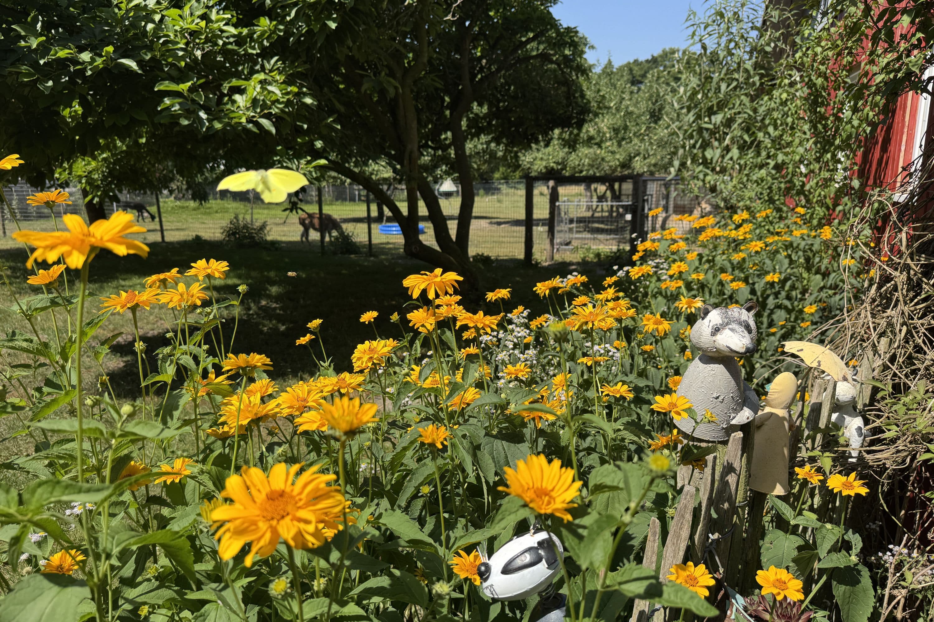 Alpaka-Hof in Habighorst bei Eschede