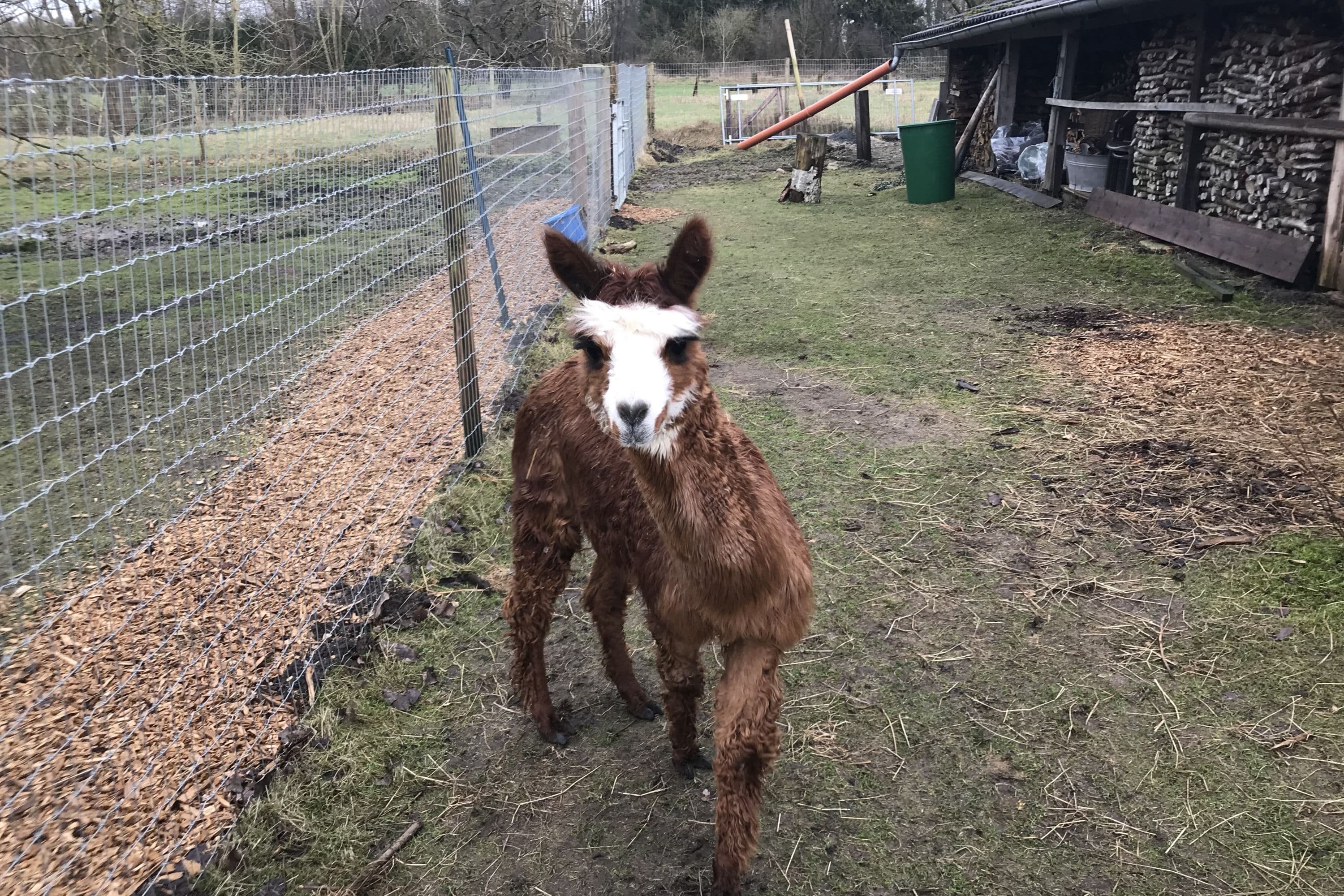 Alpaka-Hof in Habighorst bei Eschede