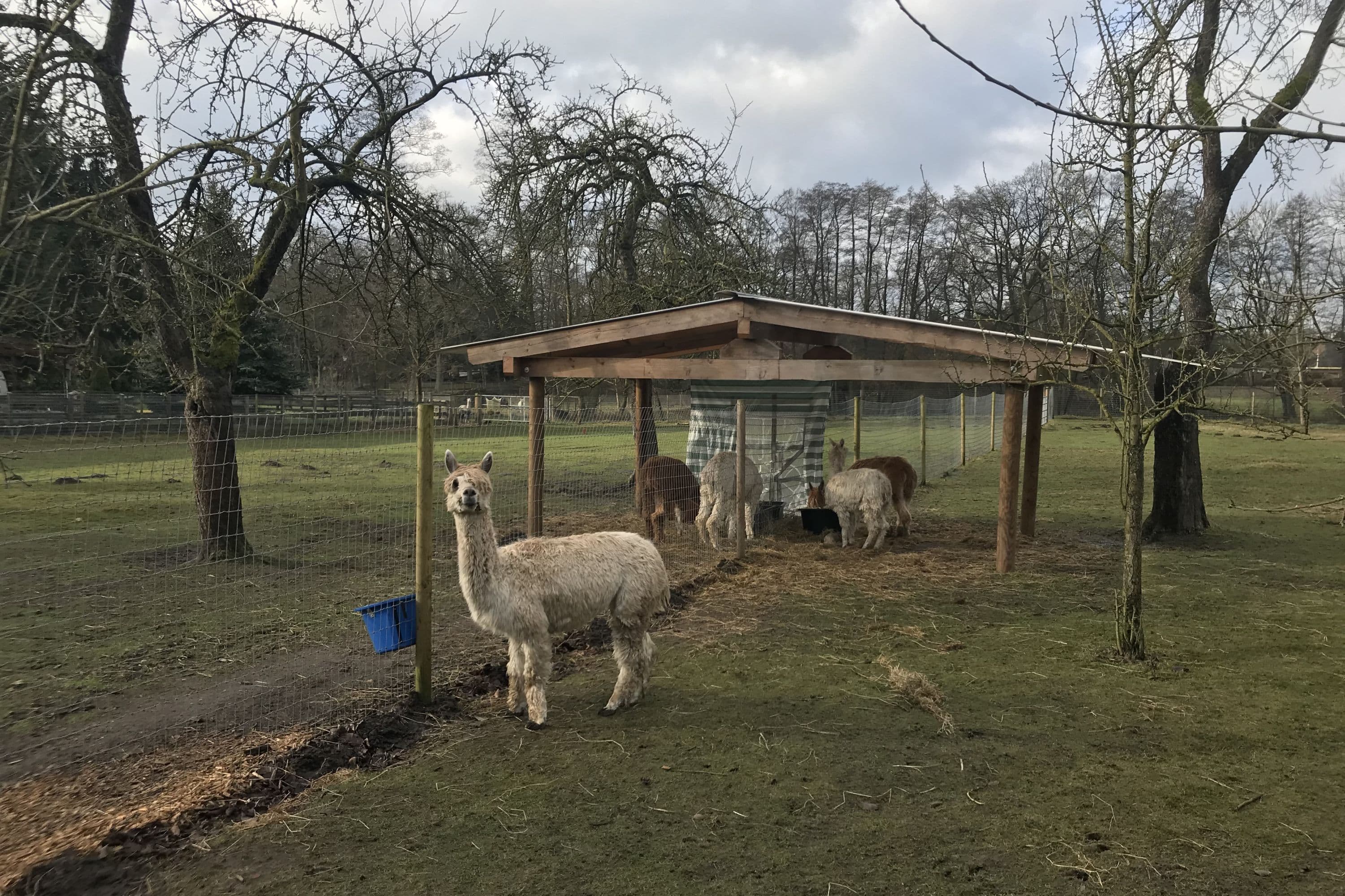 Alpaka-Hof in Habighorst bei Eschede