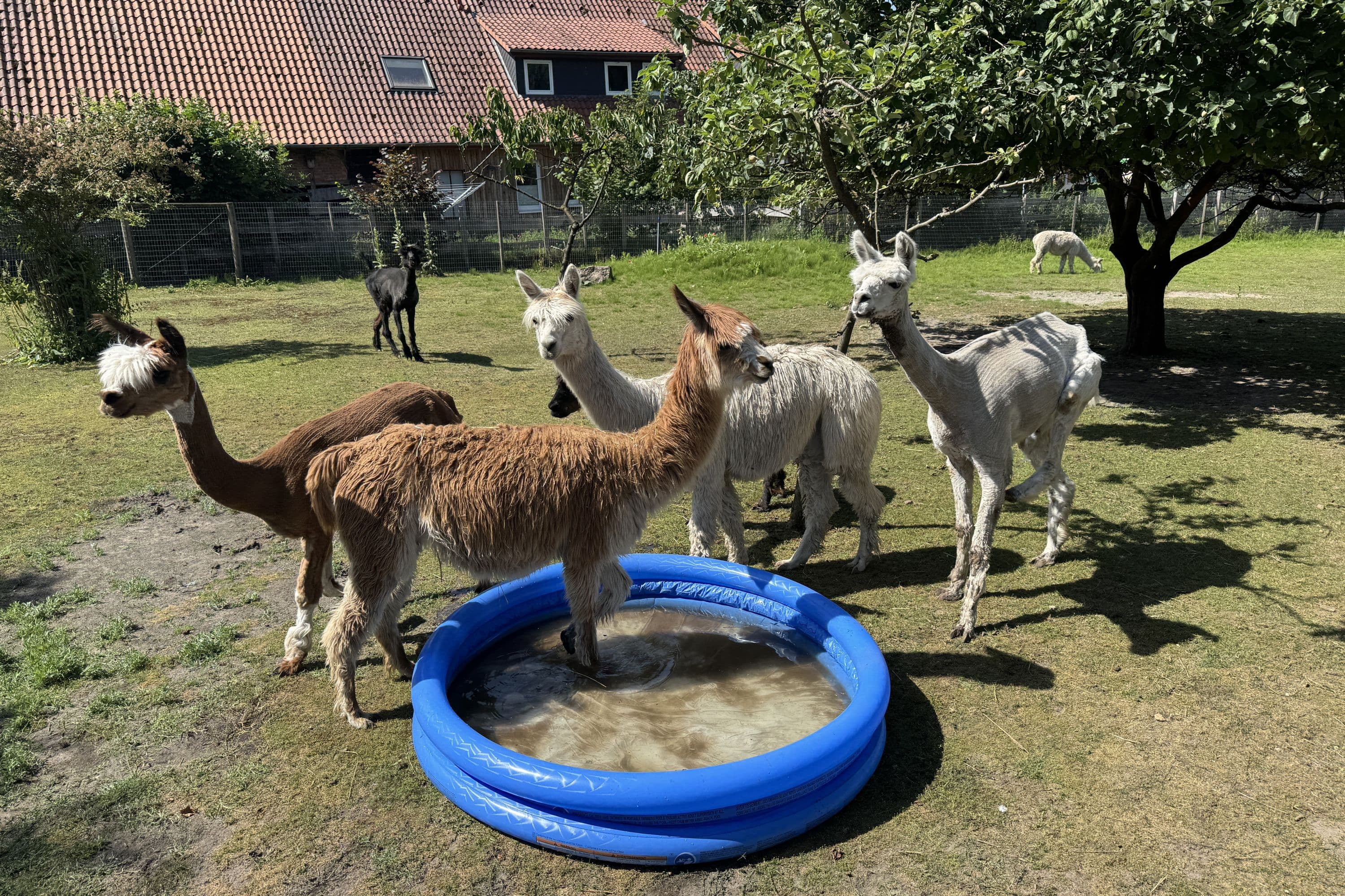 Alpaka-Hof in Habighorst bei Eschede