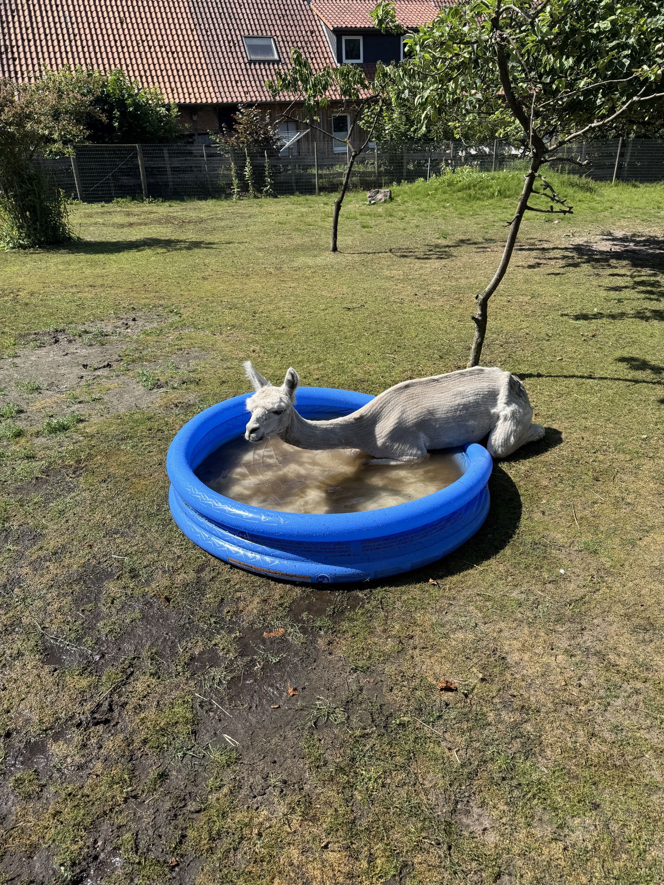 Alpaka-Hof in Habighorst bei Eschede