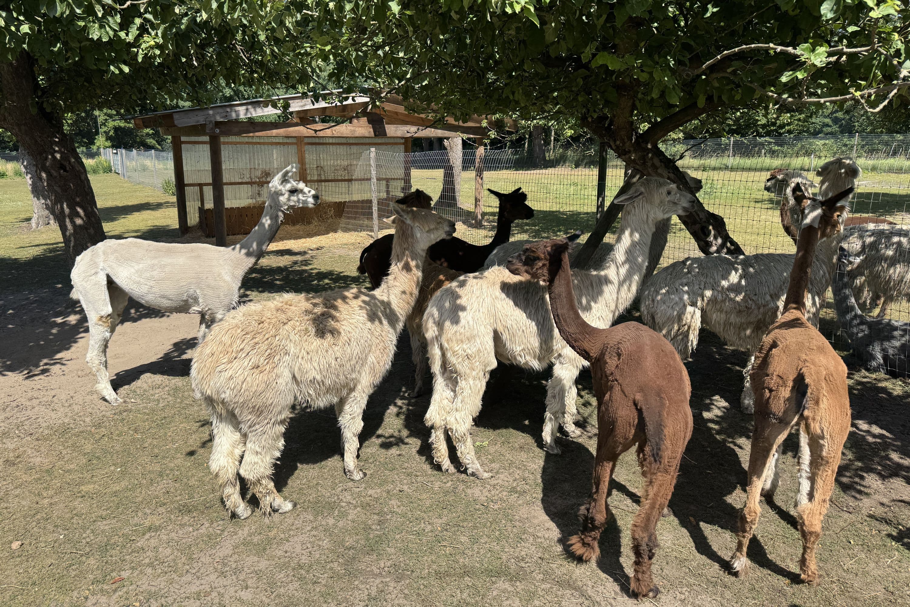 Alpaka-Hof in Habighorst bei Eschede