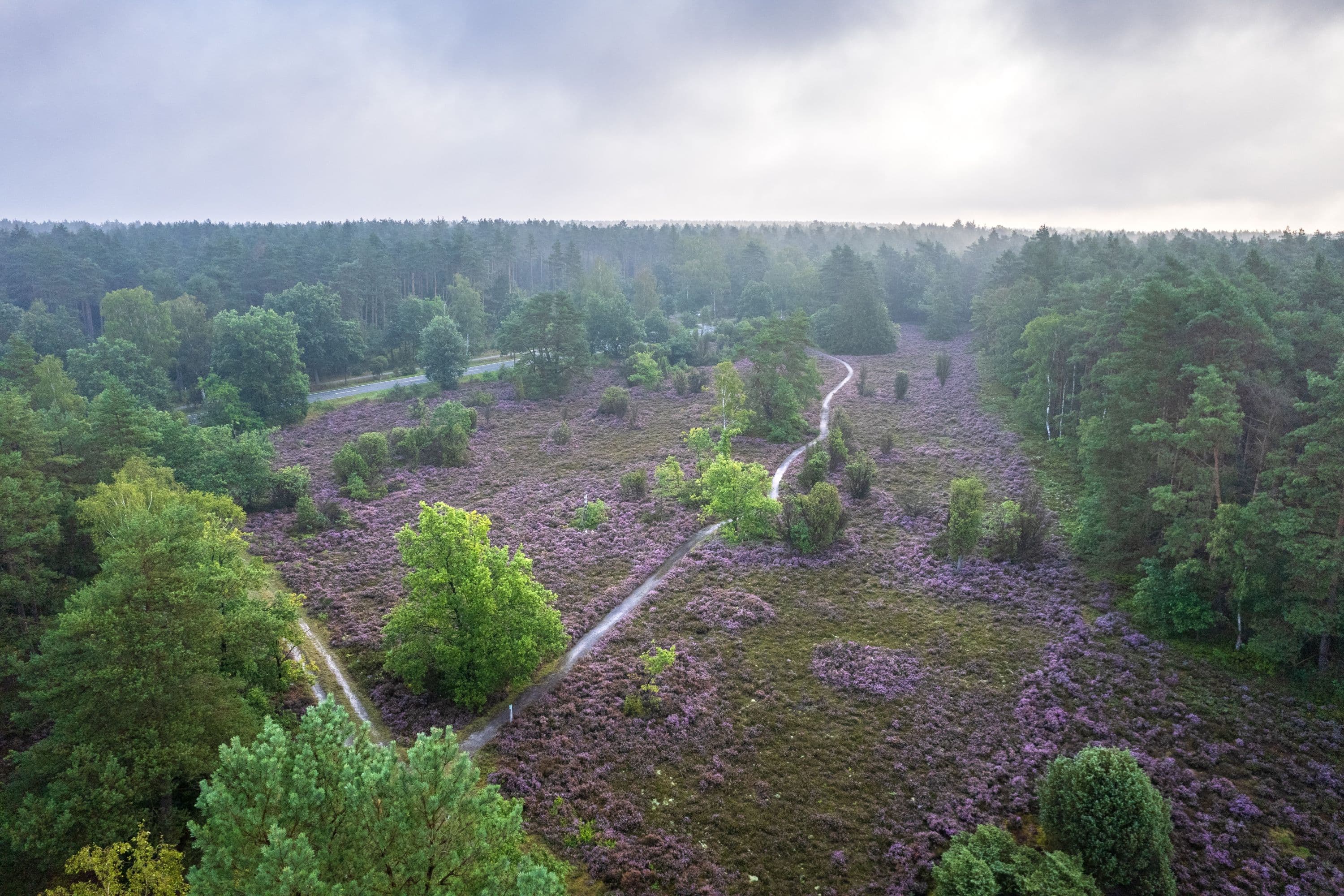 Luftaufnahme der Heidefläche Schillohsberg bei Lutterloh