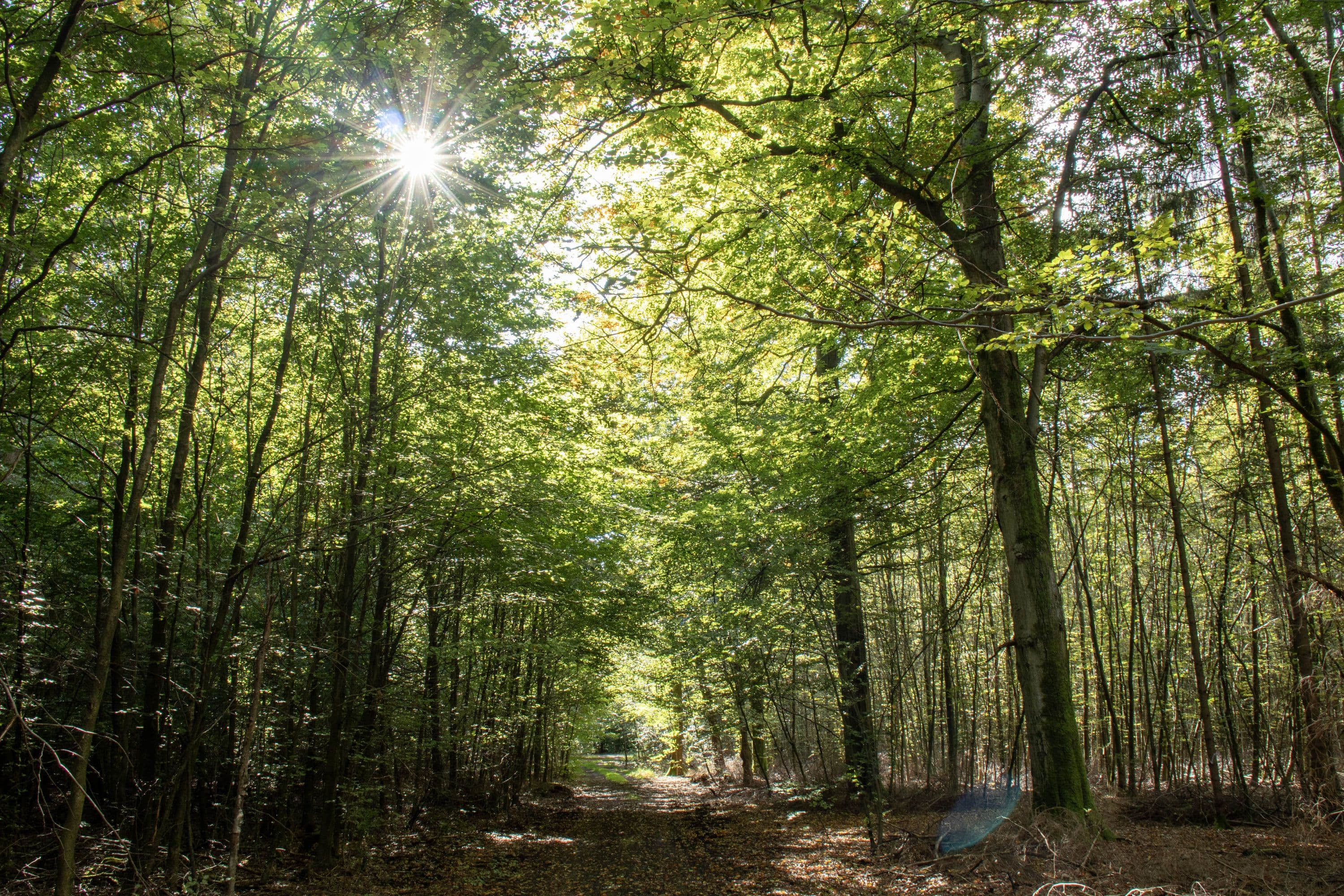 Der Lüßwald bei Unterlüß