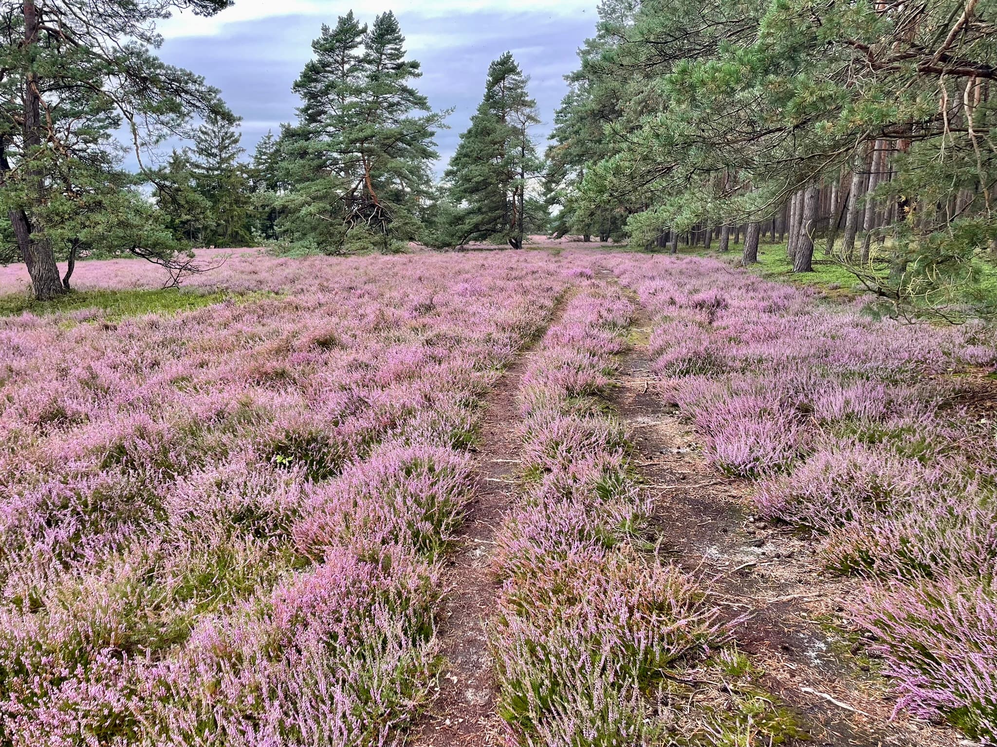 Haus Helga Heidefläche in der Nähe von Hermannsburg