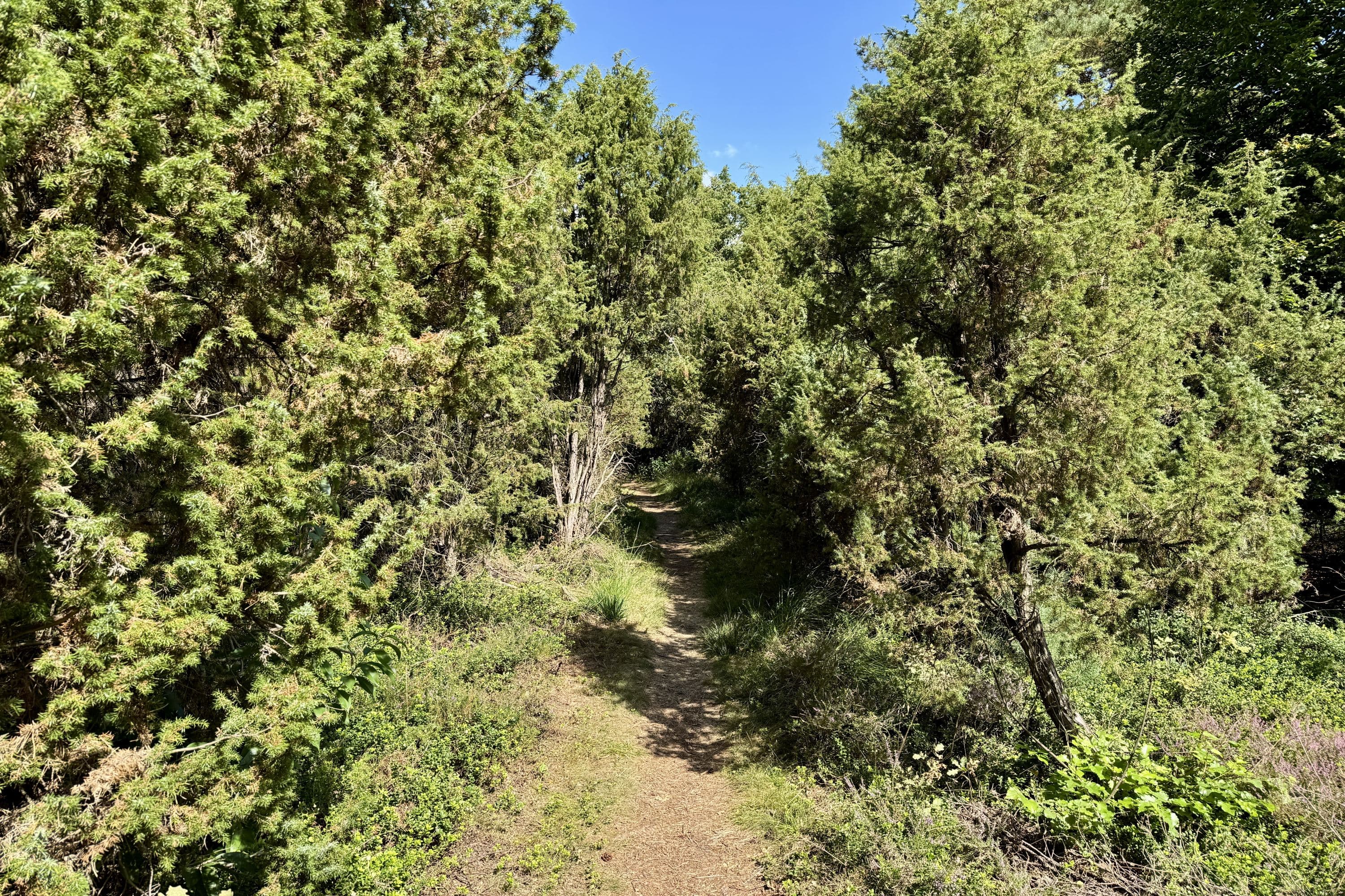 Der Wacholderwald in Schmarbeck