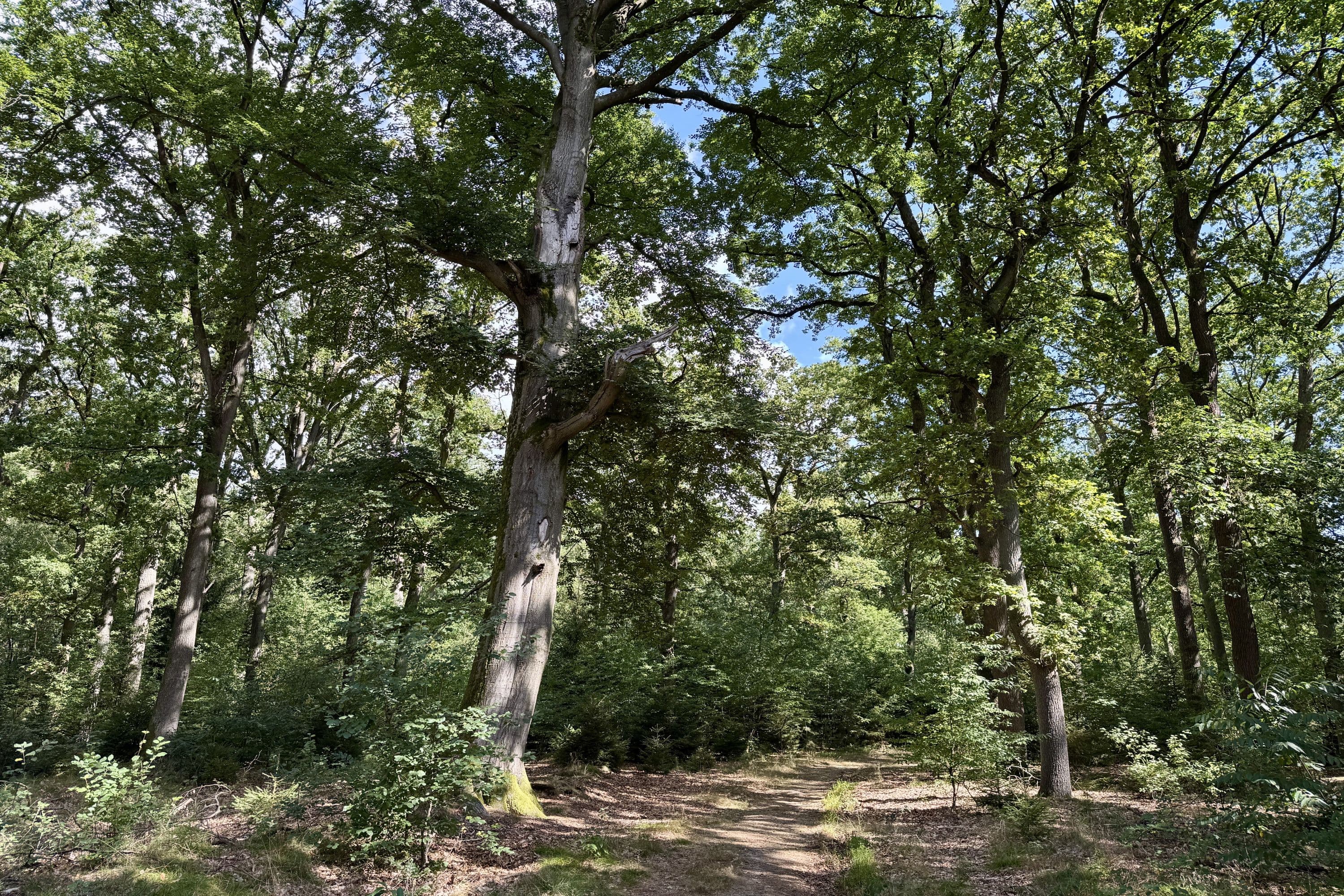 Auf der Wanderung durch den Wacholderwald Schmarbeck