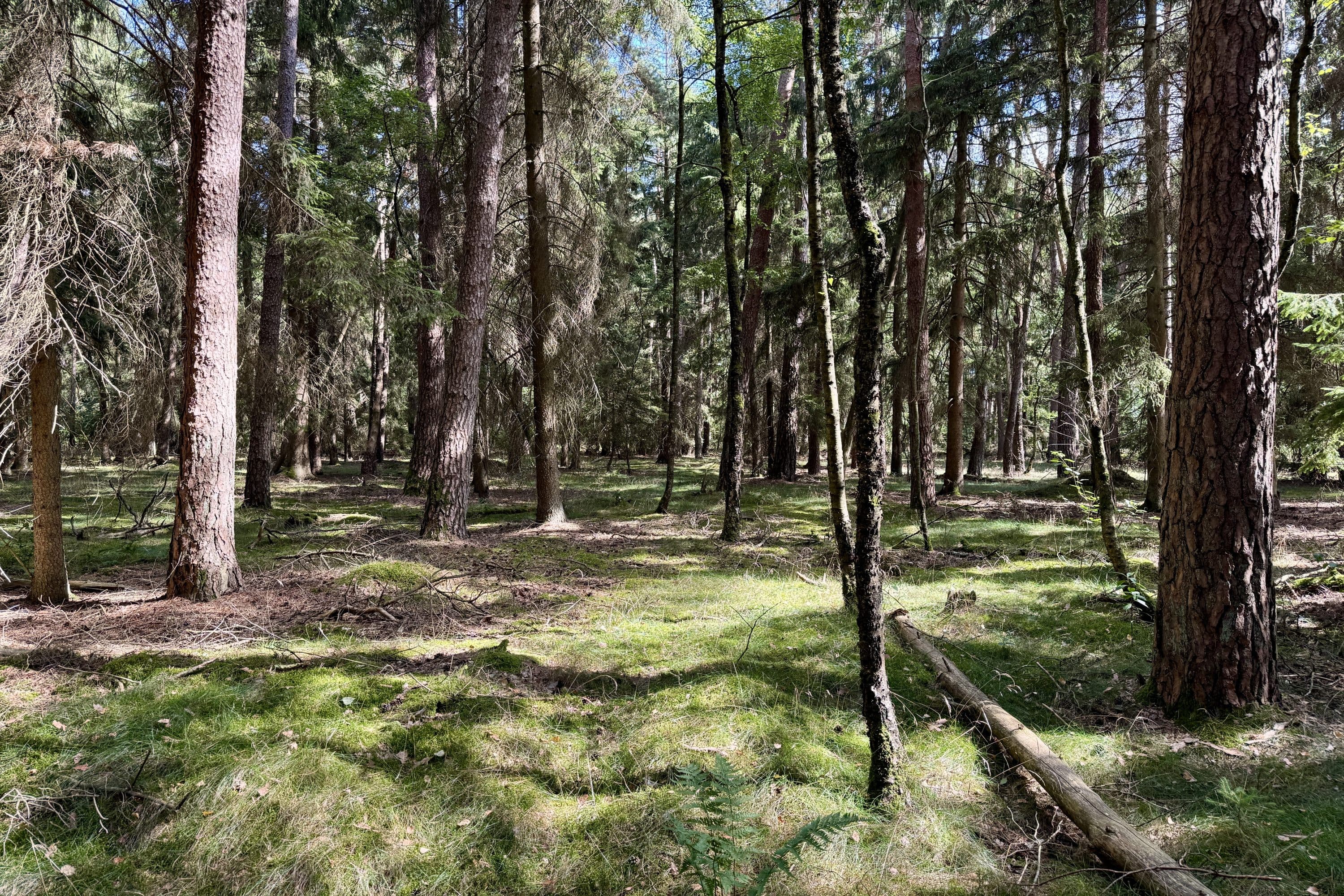 Auf der Wanderung durch den Wacholderwald in Schmarbeck