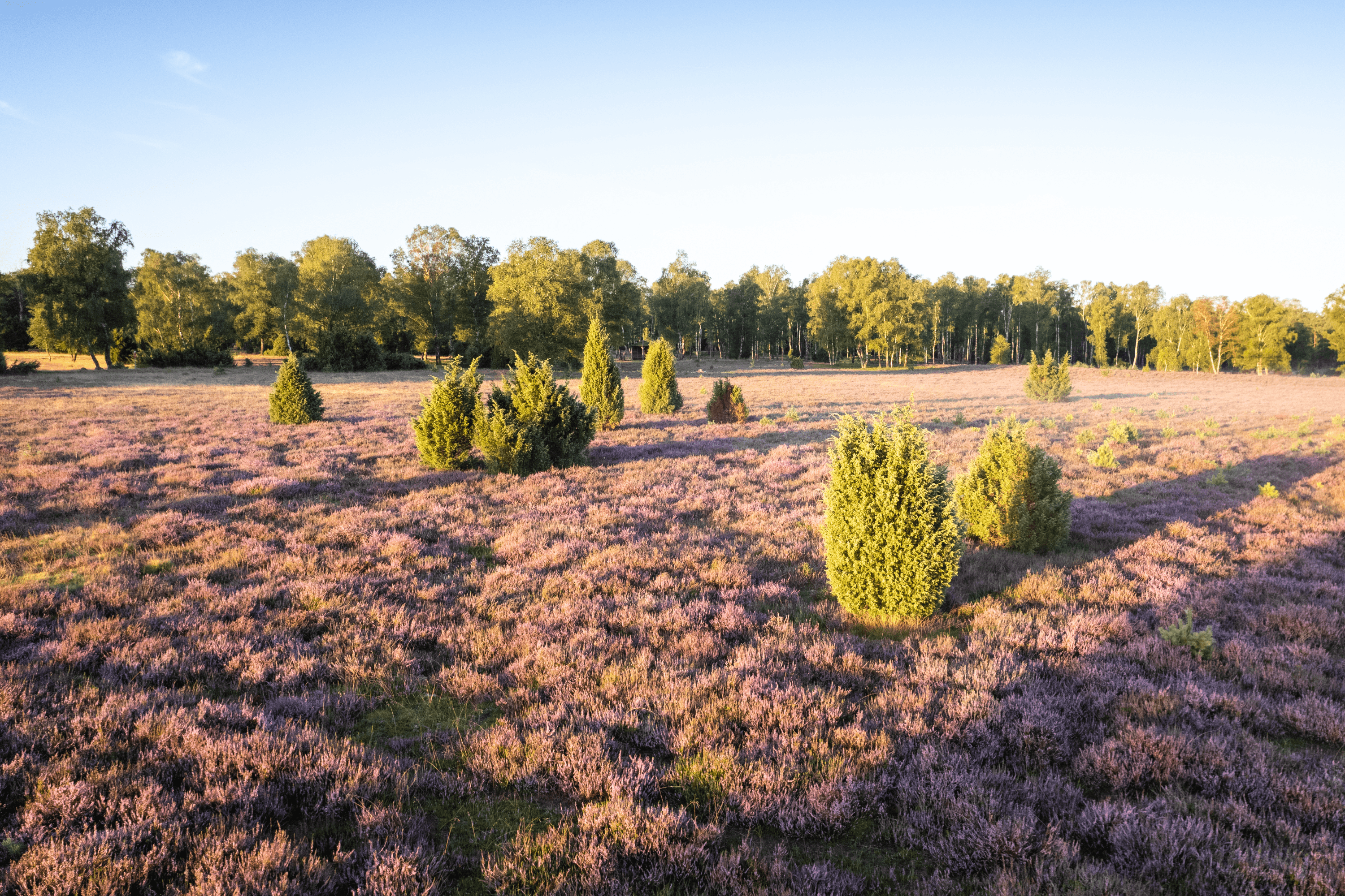 Zur Heideblüte in der Oberoher Heide
