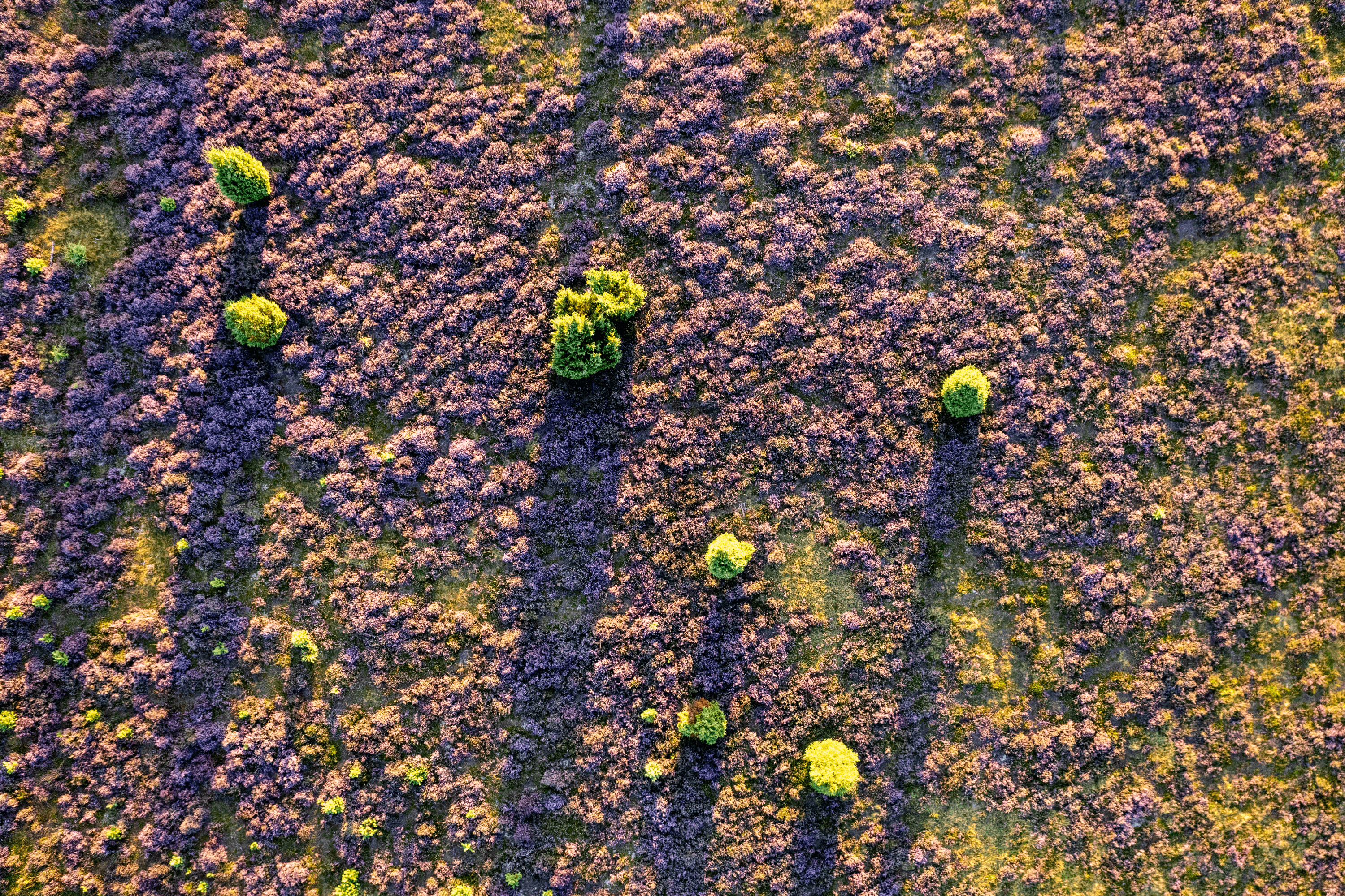Luftaufnahme der Oberoher Heide