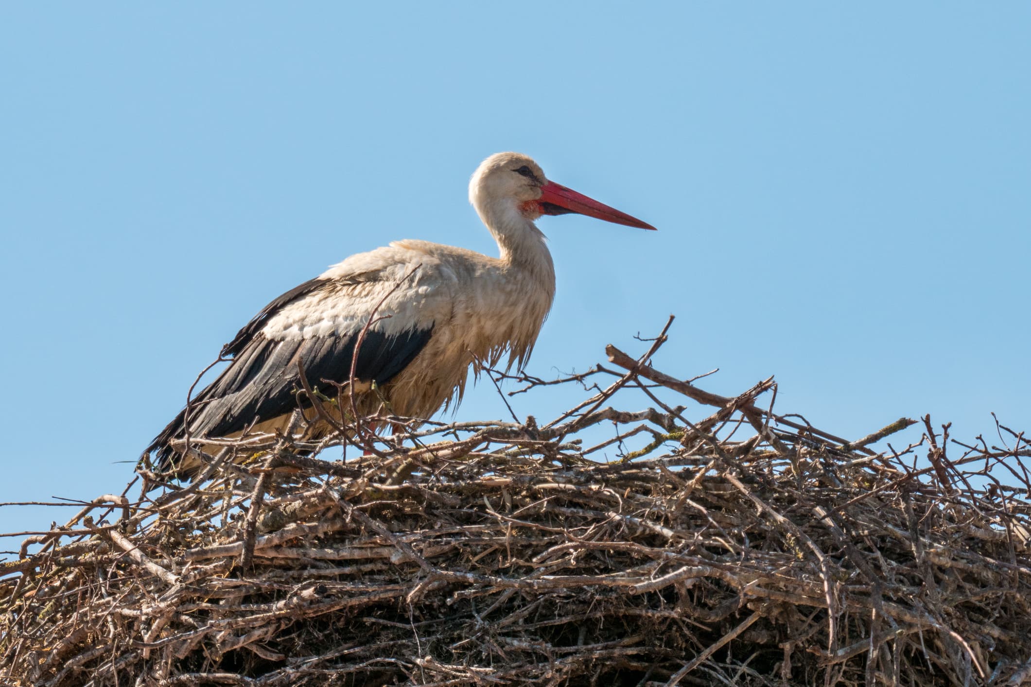 Storch in Langlingen