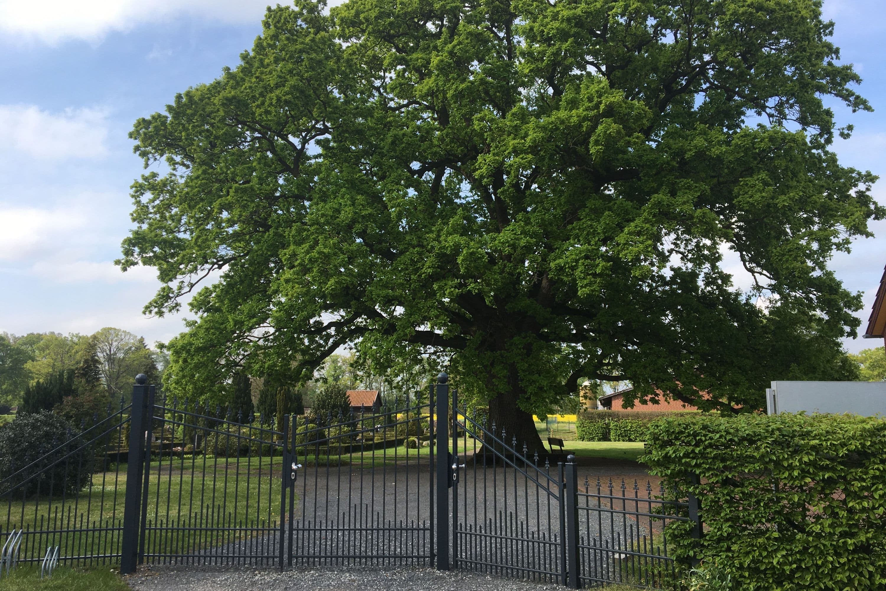 Naturdenkmal Friedhofseiche in Langlingen