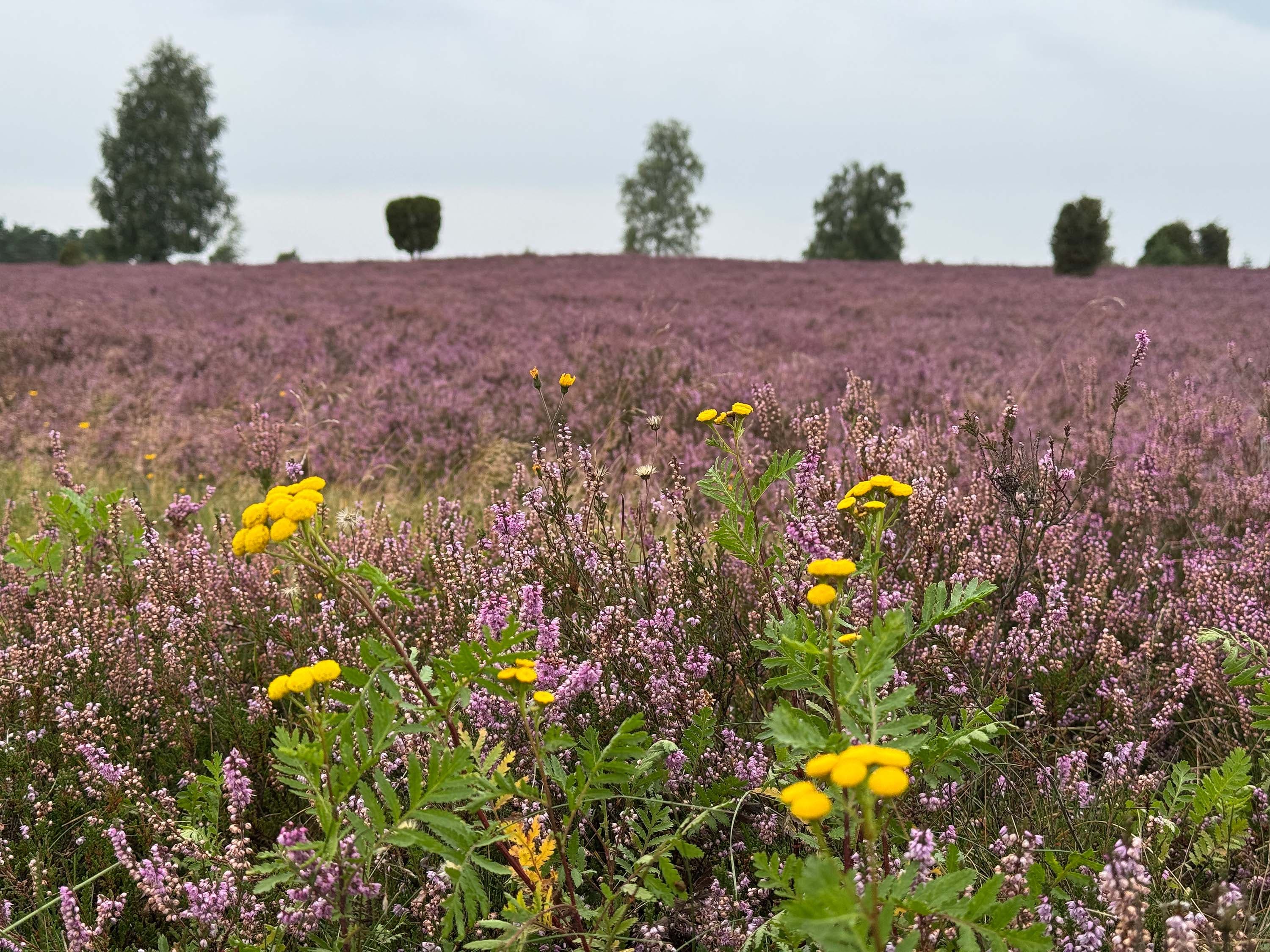 Stand der Heideblüte in der Döhler Heide